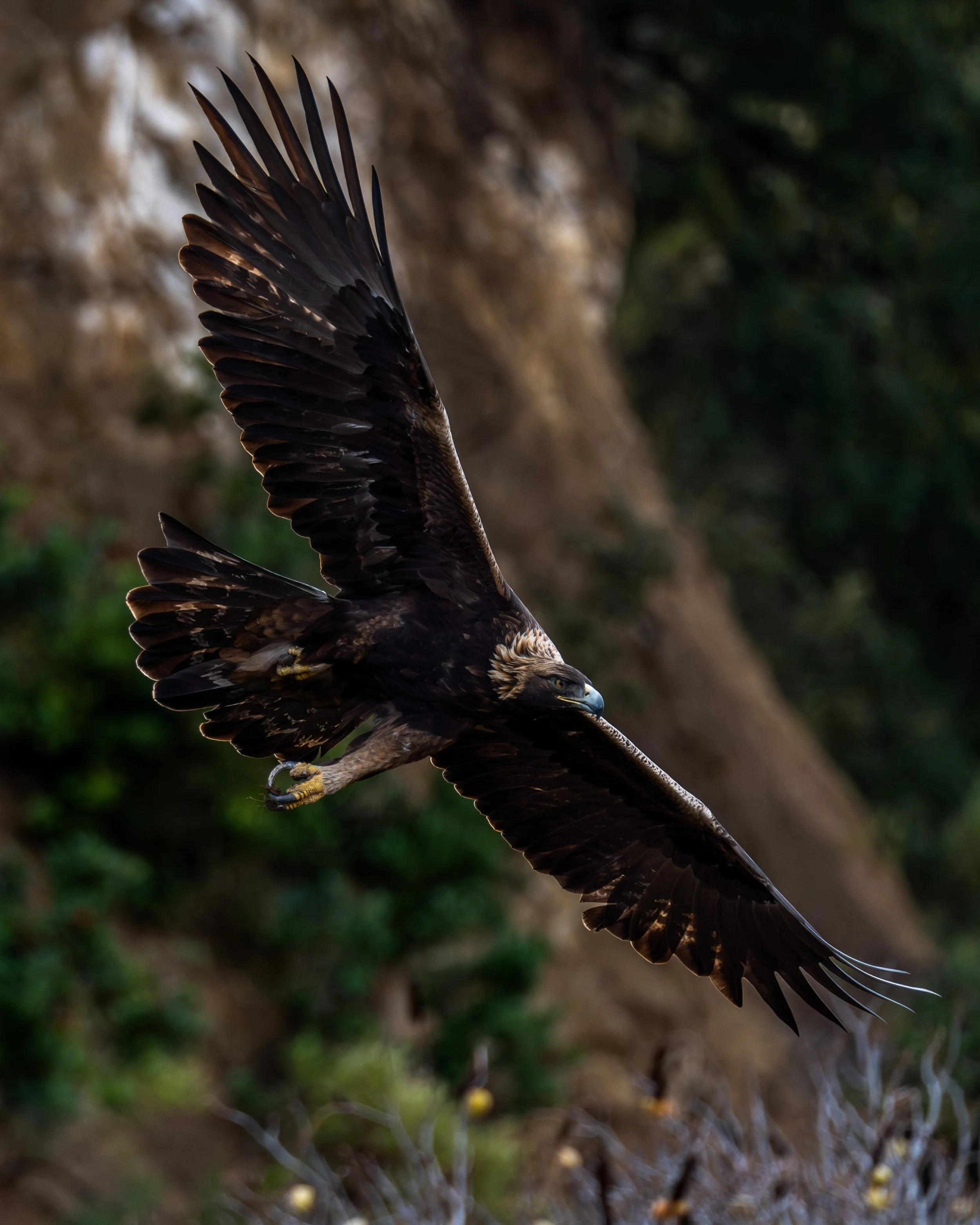 A large bird of prey, possibly an eagle, in mid-flight with wings spread wide, soaring over a rocky terrain with sparse greenery.