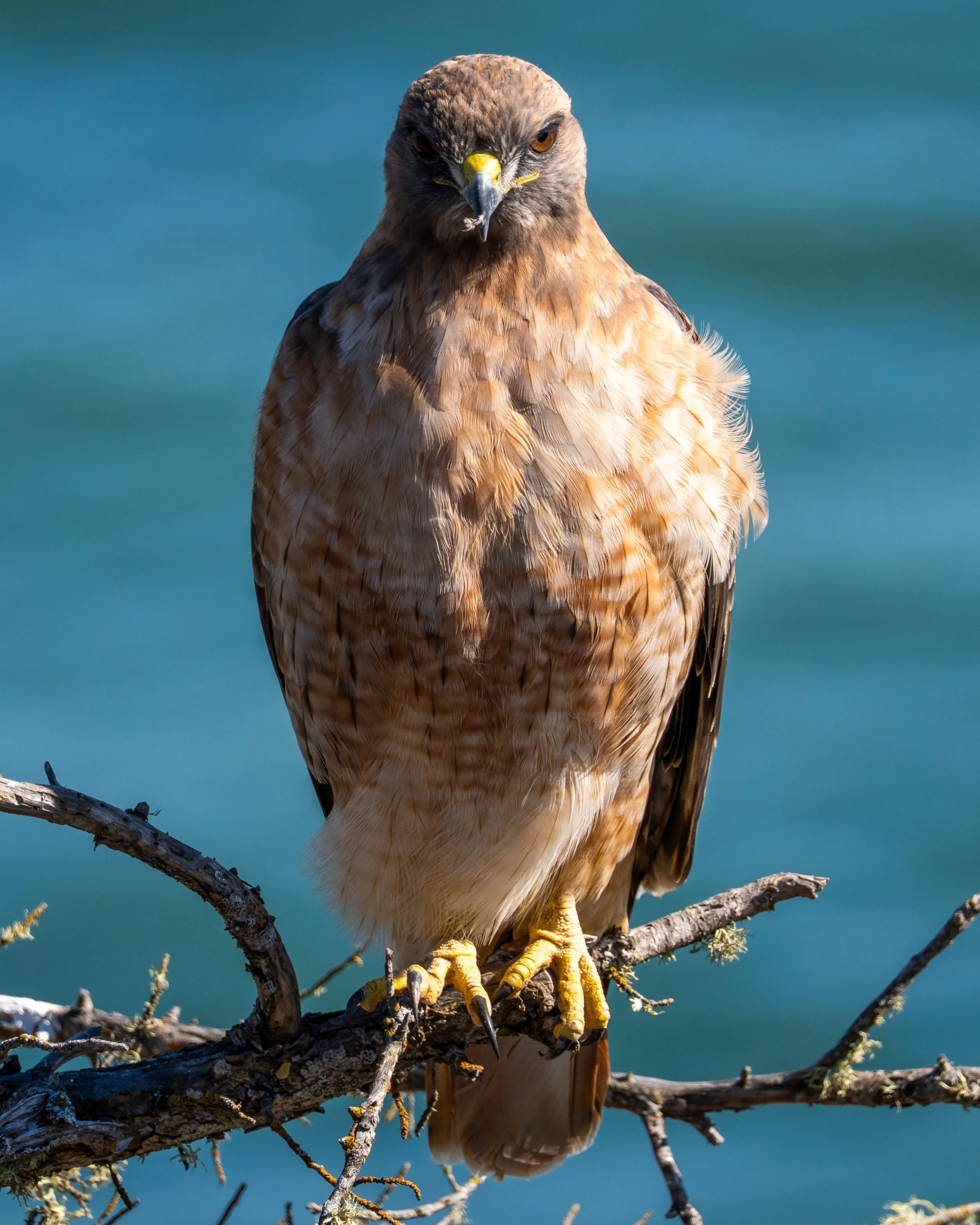 A hawk perched on a tree branch with a blue water background.