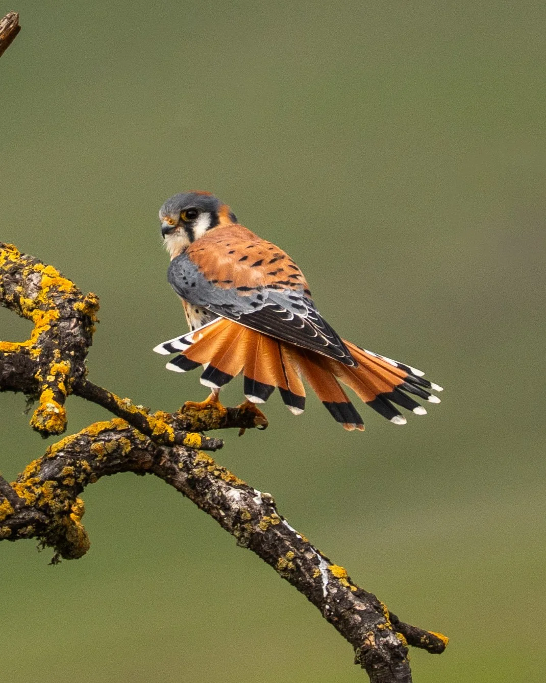 A small bird with gray, brown, and black feathers perched on a lichen-covered branch against a blurred green background.
