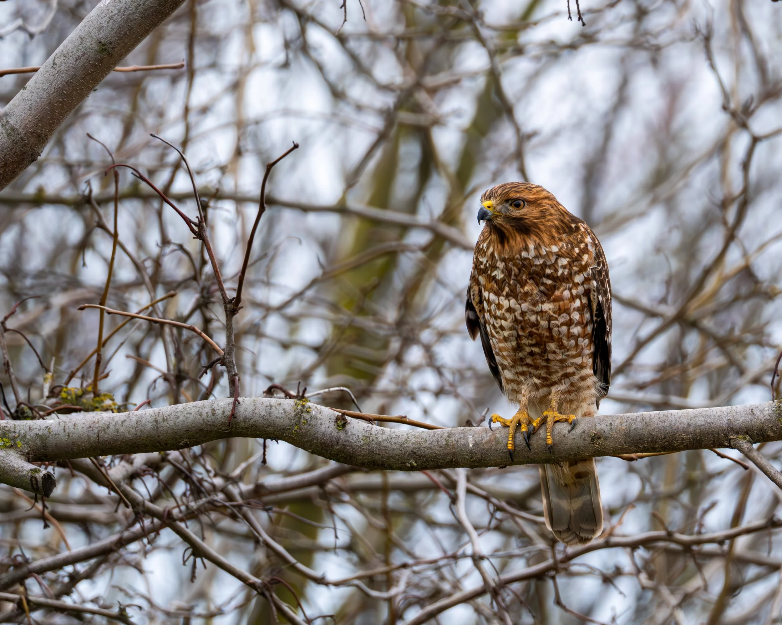 A brown hawk perched on a tree branch with leafless twigs and branches surrounding it.