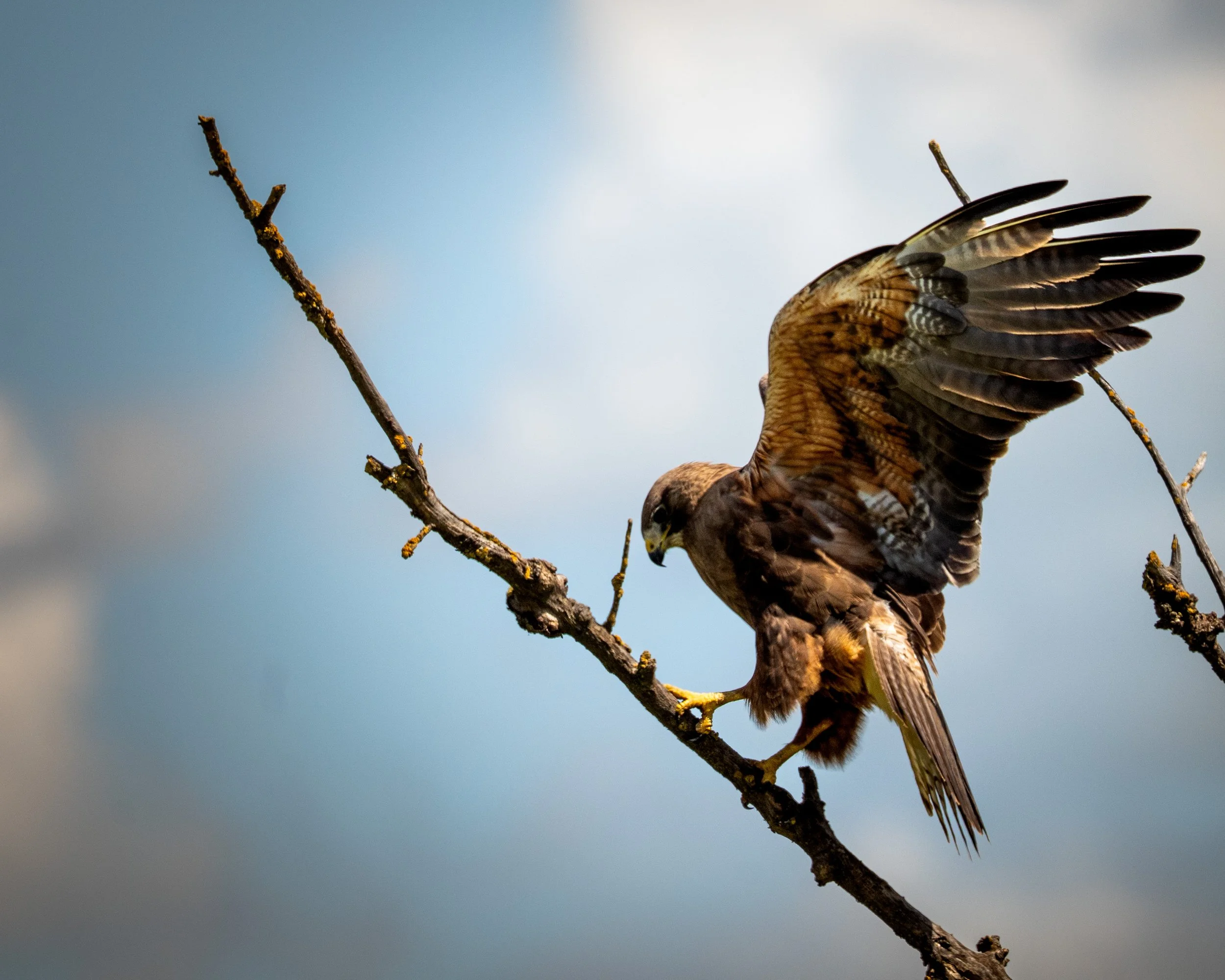 A hawk perched on a tree branch during daylight, with its wings partially spread and its head turned downward.