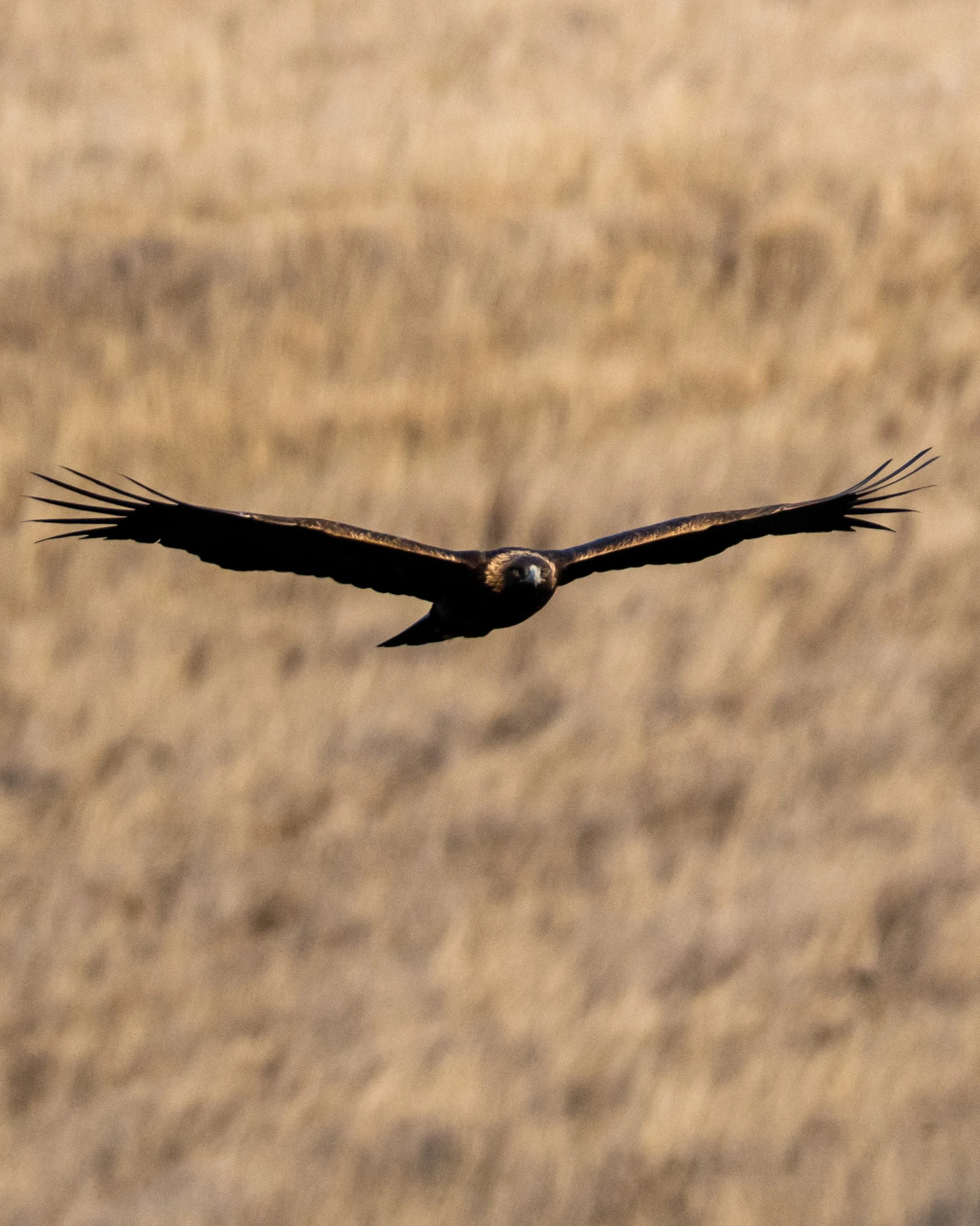 A bird of prey, possibly a hawk or eagle, flying low over a sandy landscape with open wings.