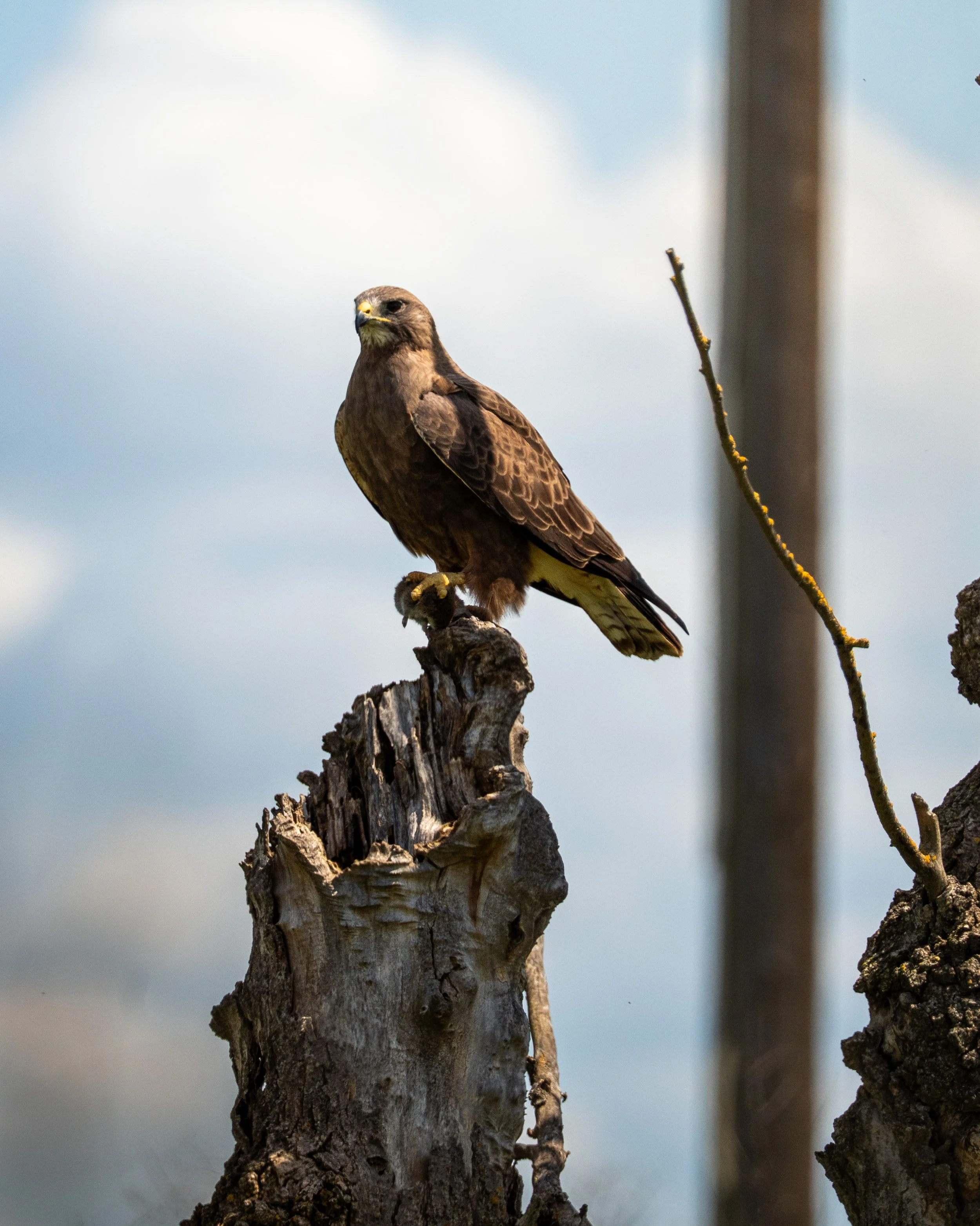 A brown hawk perched on a weathered tree stump with cloudy sky in background.