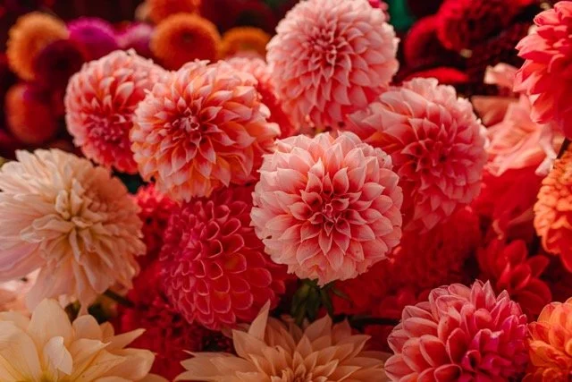 DSC_3365 Medium.jpeg