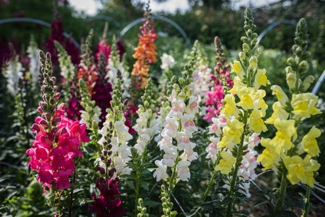 _DSC9166-2 Medium.jpeg