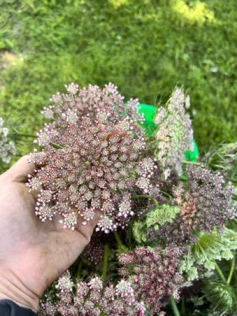 IMG_3508 Medium.jpeg