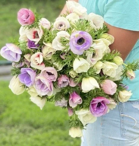 IMG_8751 (1) Medium.jpeg