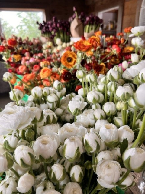 IMG_3231 Medium.jpeg