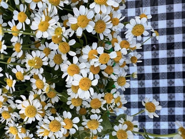 IMG_3833 Medium.jpeg