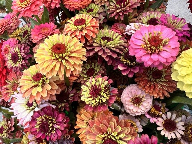 IMG_3830 Medium.jpeg