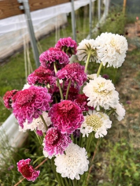 IMG_3648 Medium.jpeg