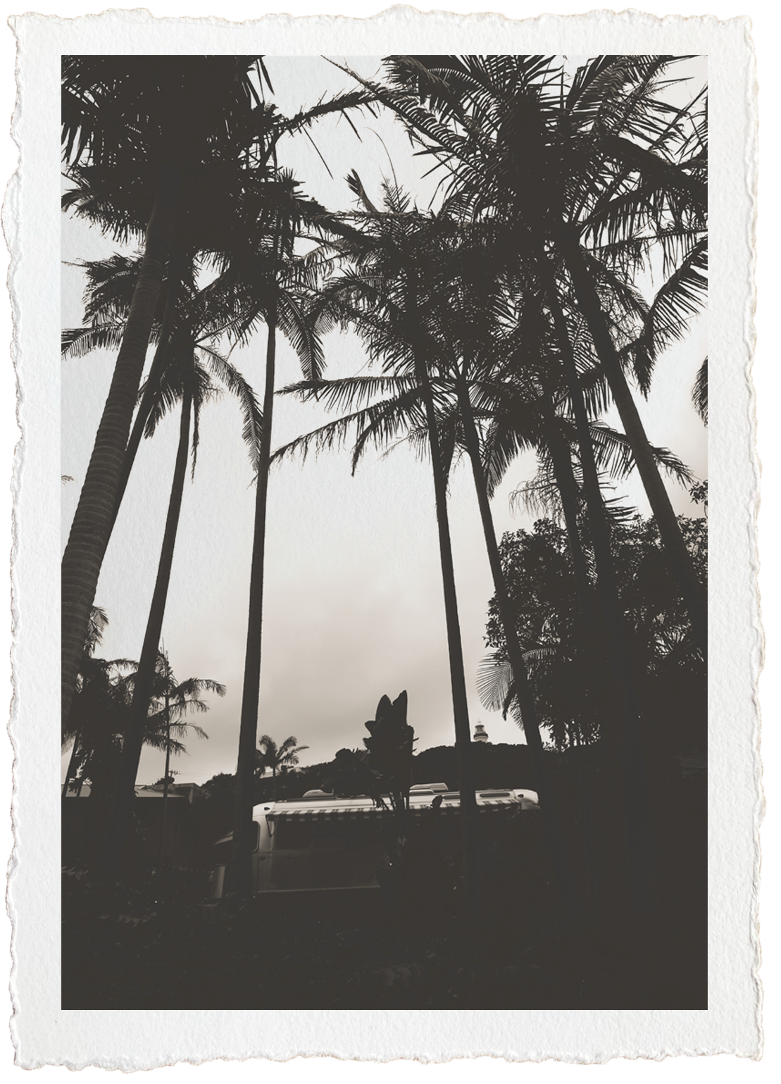 PALMS.png