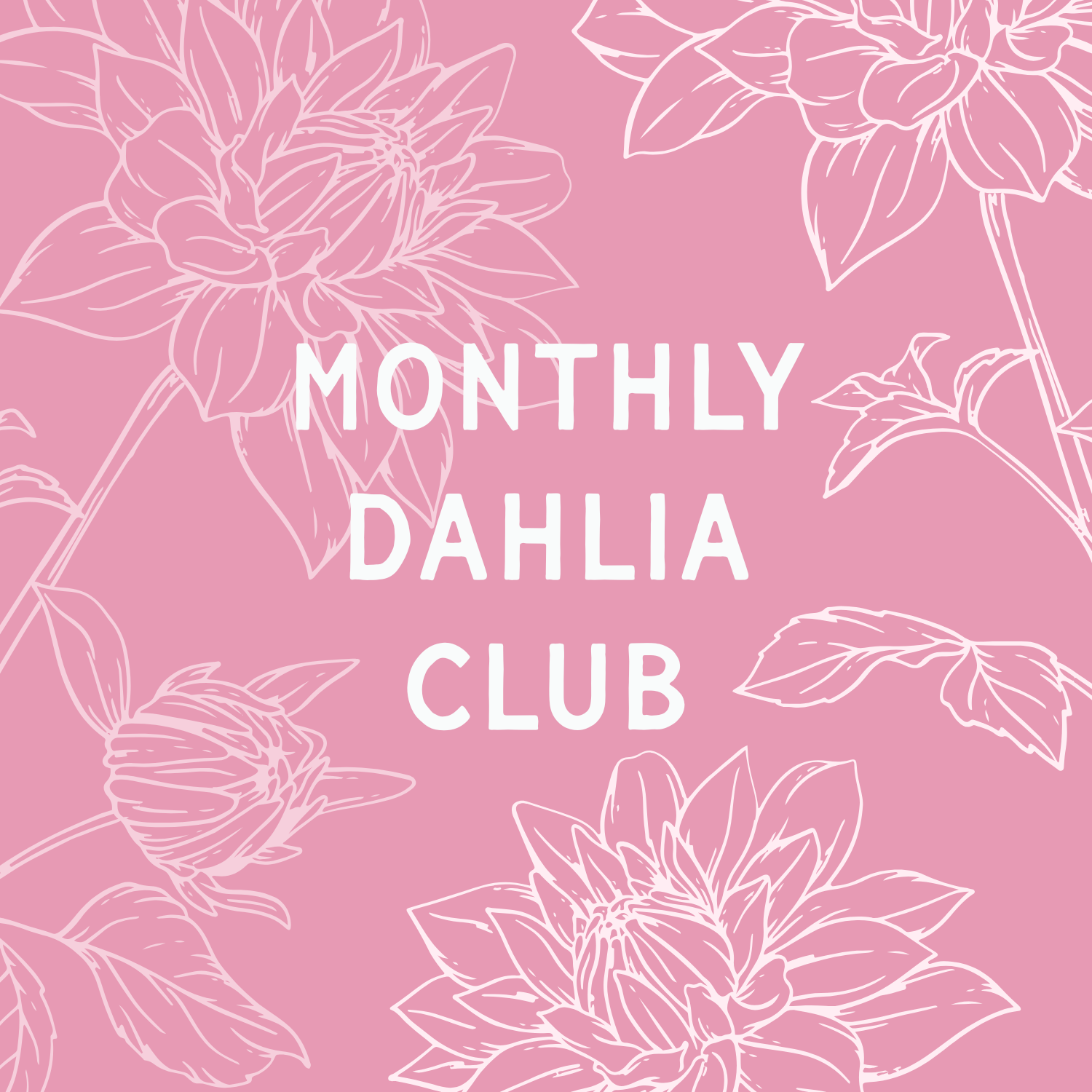 dahlia club-5.png