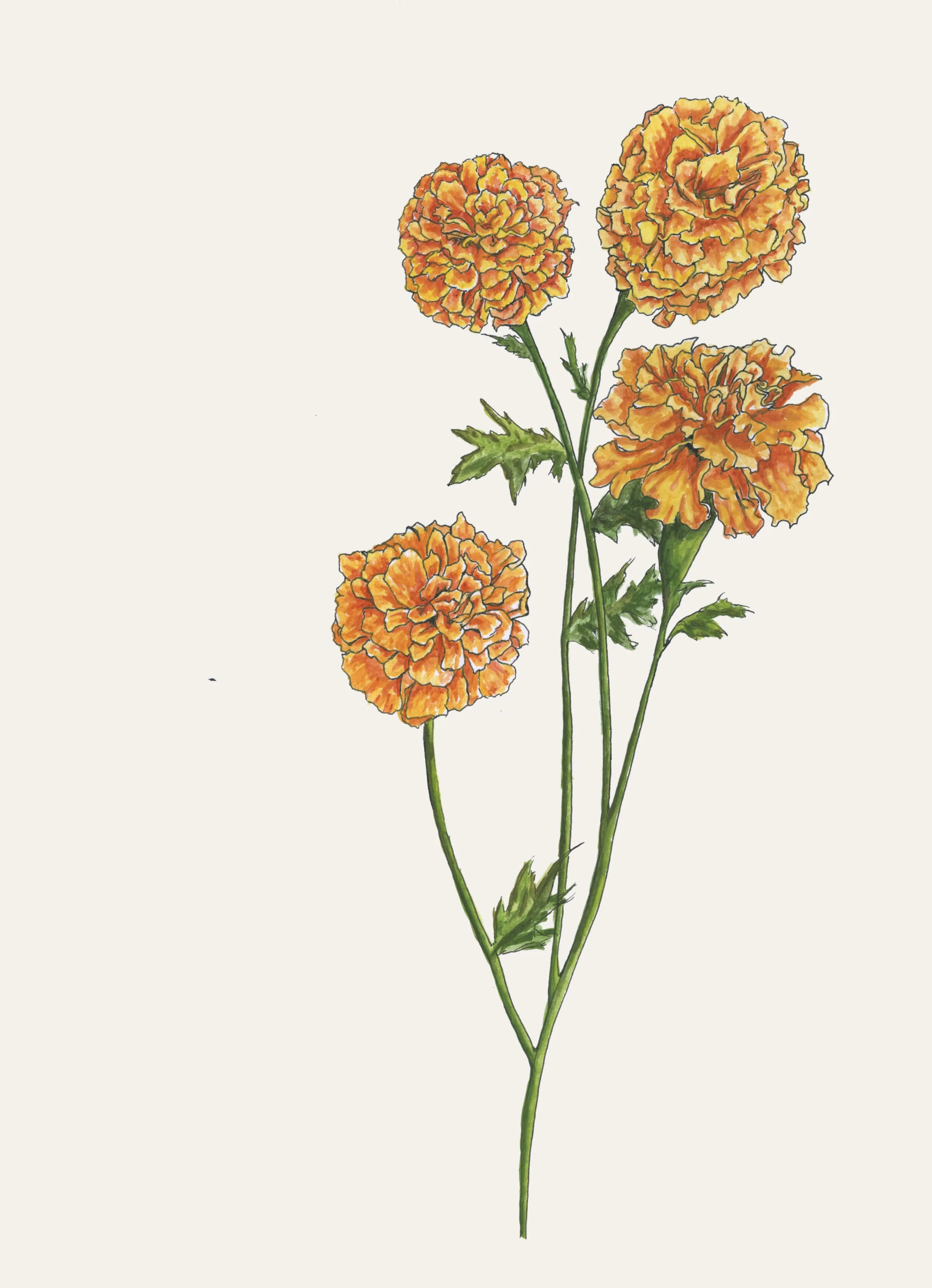 marigolds copy.jpg