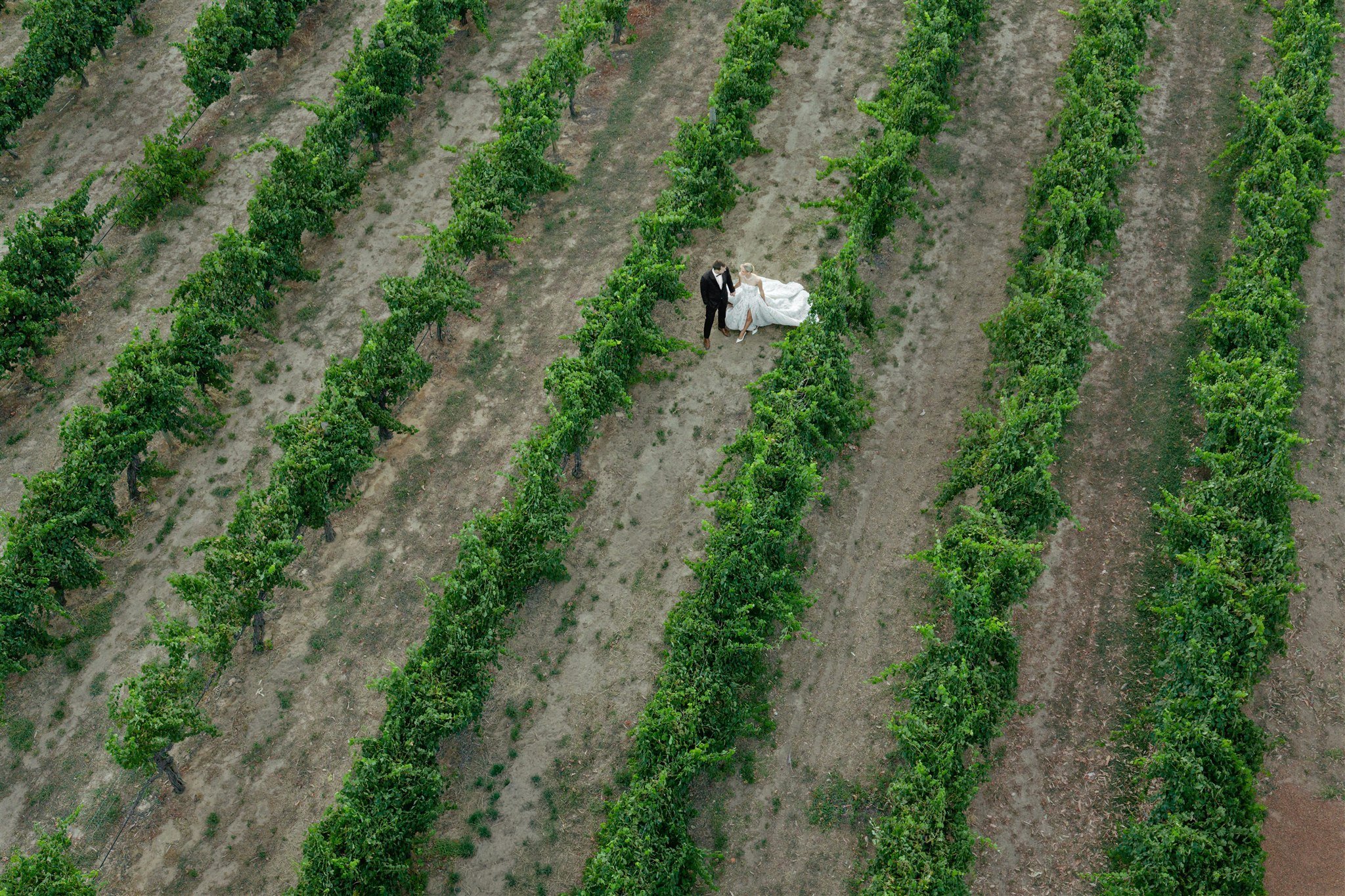 A bride and groom holding hands standing in the middle of a vineyard surrounded by rows of green grapevines.