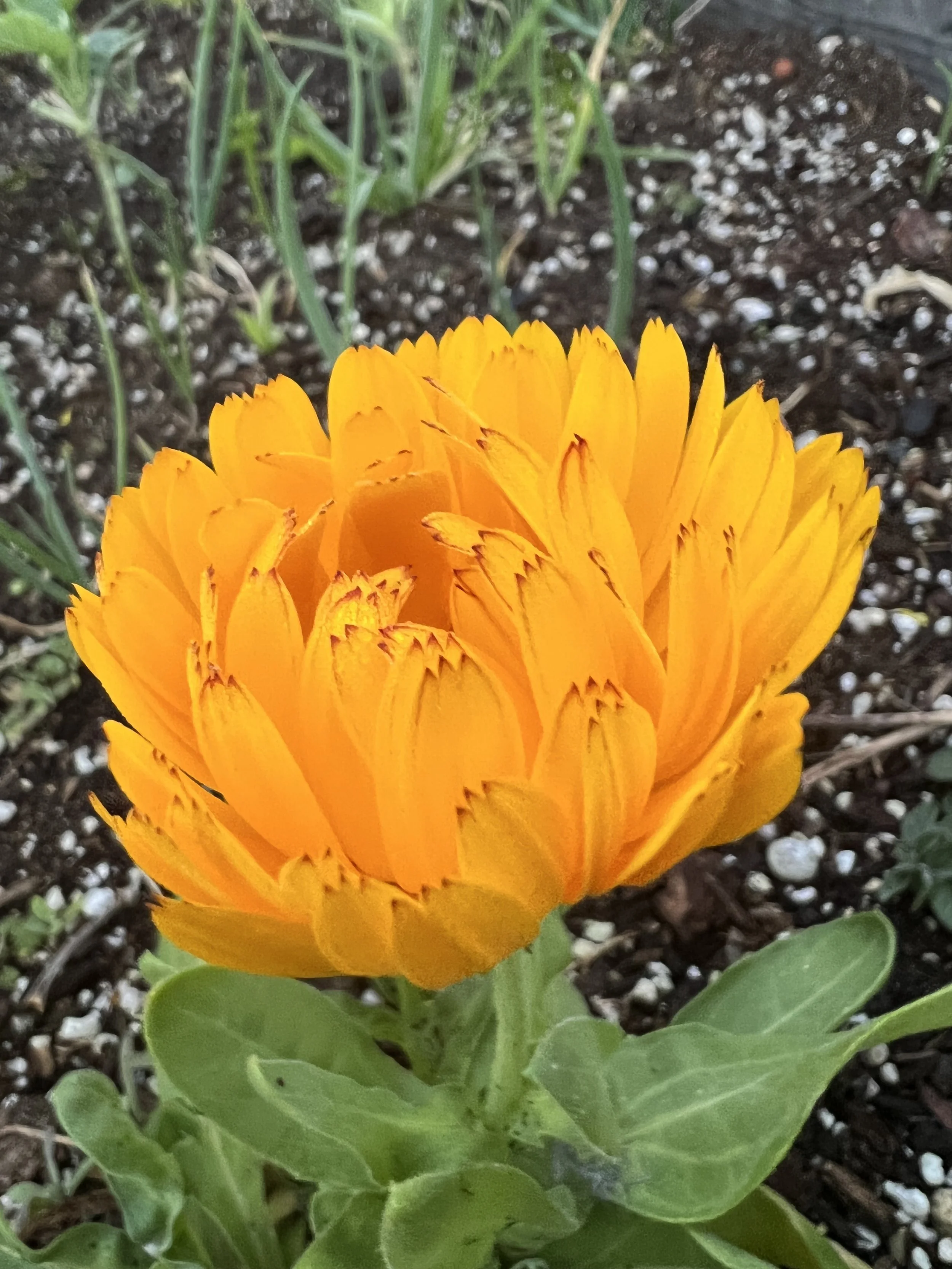 1:1 Poetry Manuscript Sessions