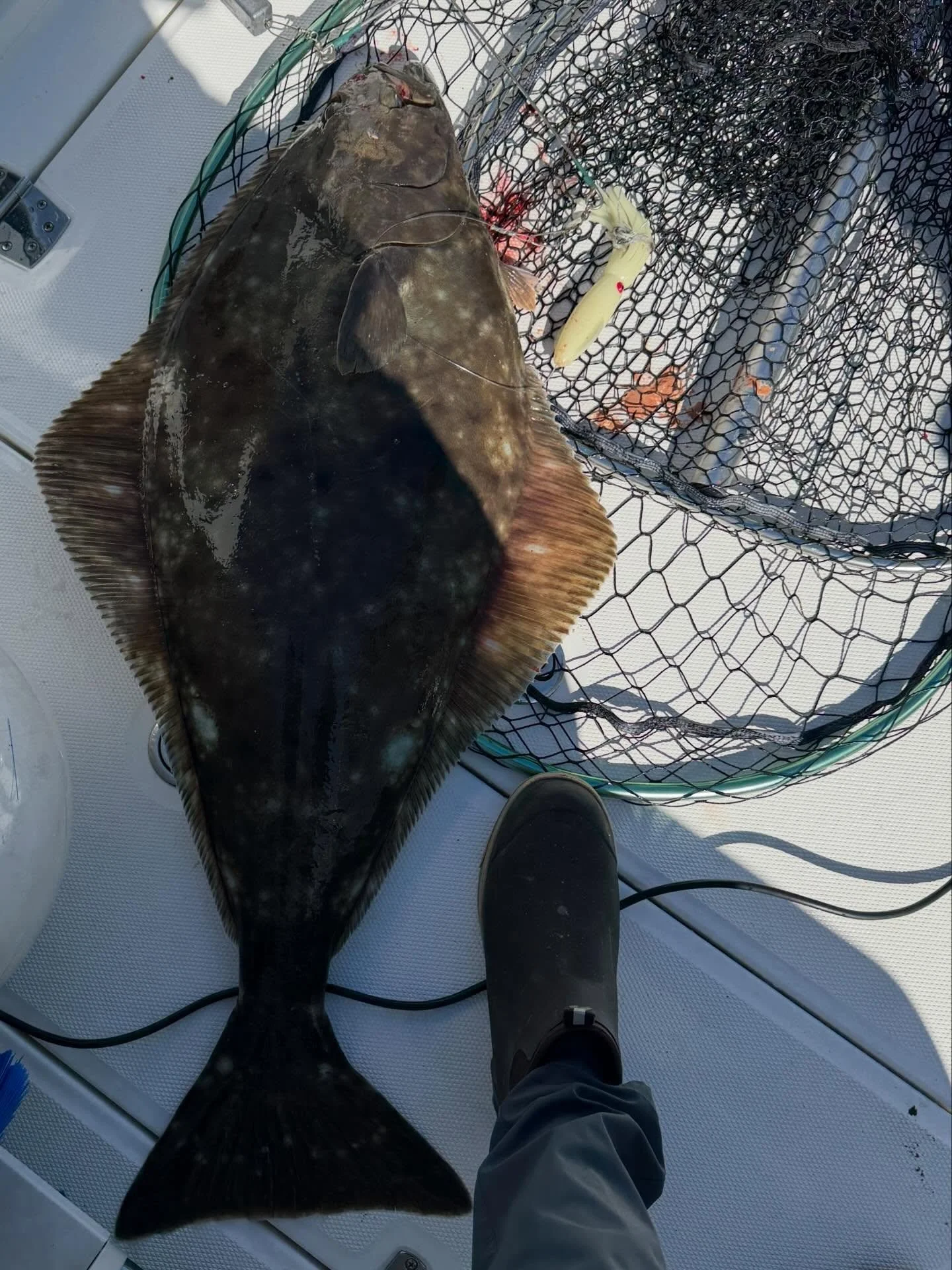 Our friends have been sending halibut reports in from the Straight of Juan de Fuca, maybe you should get out there! In fact, I think we should too!!! 

#hookuphut #halibut #ilikebigbutts #thetugisthedrug