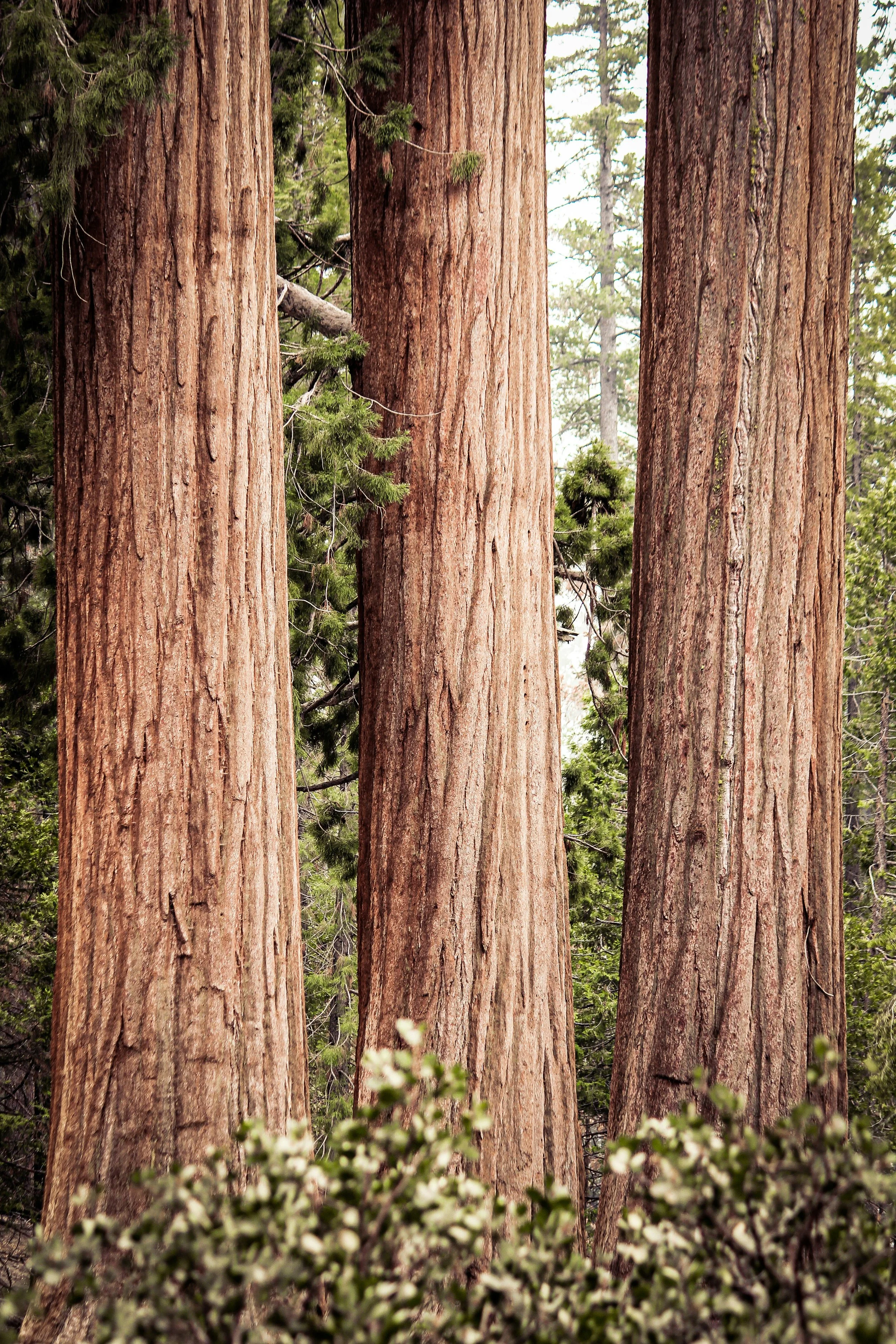 Close-up of redwood trees in lush forest. A metaphor for interdependence, resilience, and growth in queer and BIPOC relationships. Relational therapy grounded in connection.