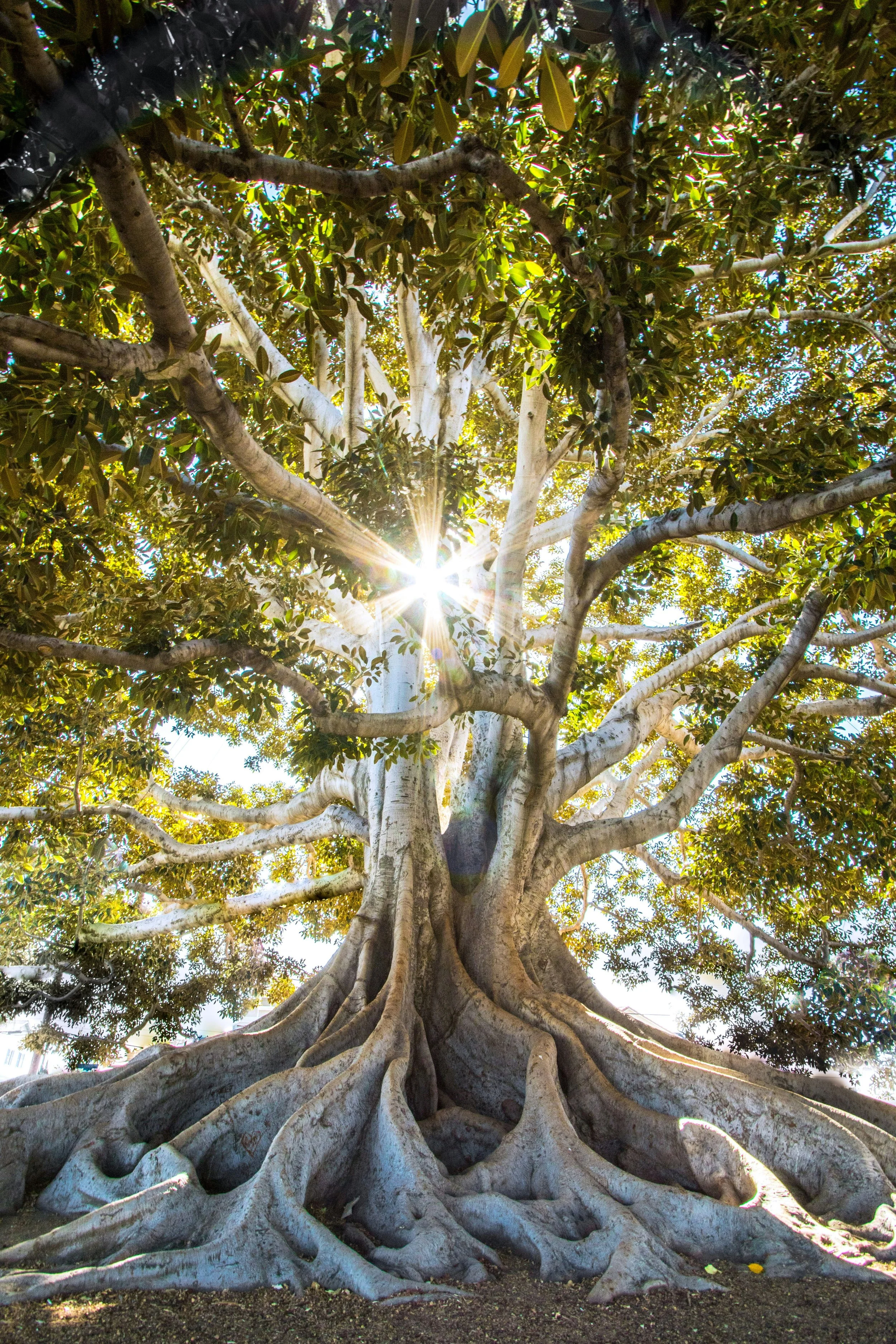 Mature tree with thick, twisted roots and sunlight through the leaves. A symbol of deep self-contact, personal growth, and grounded healing through individual therapy.
