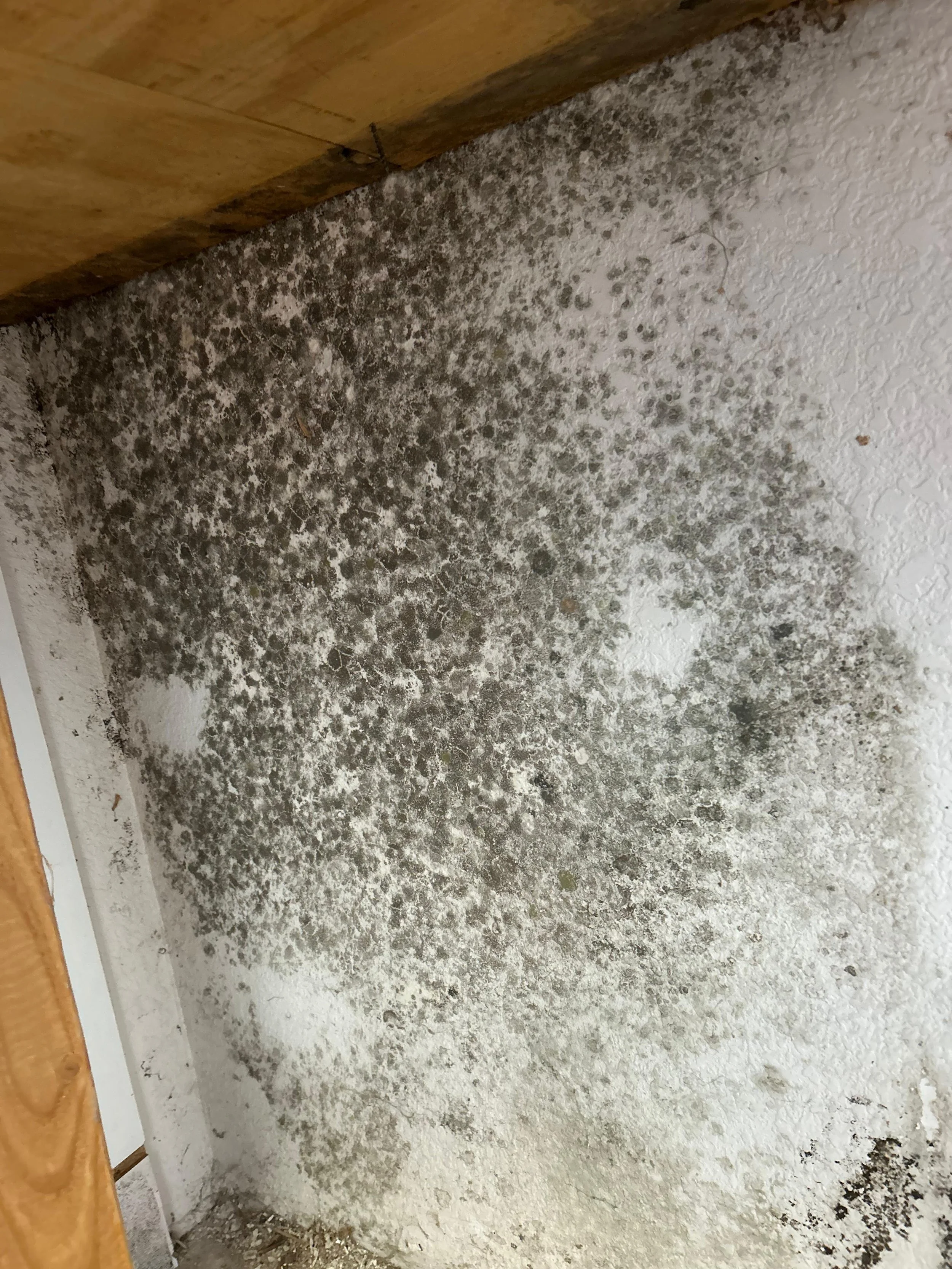 Why Mold Shows Up Weeks After Rainstorms (And What to Do About It)