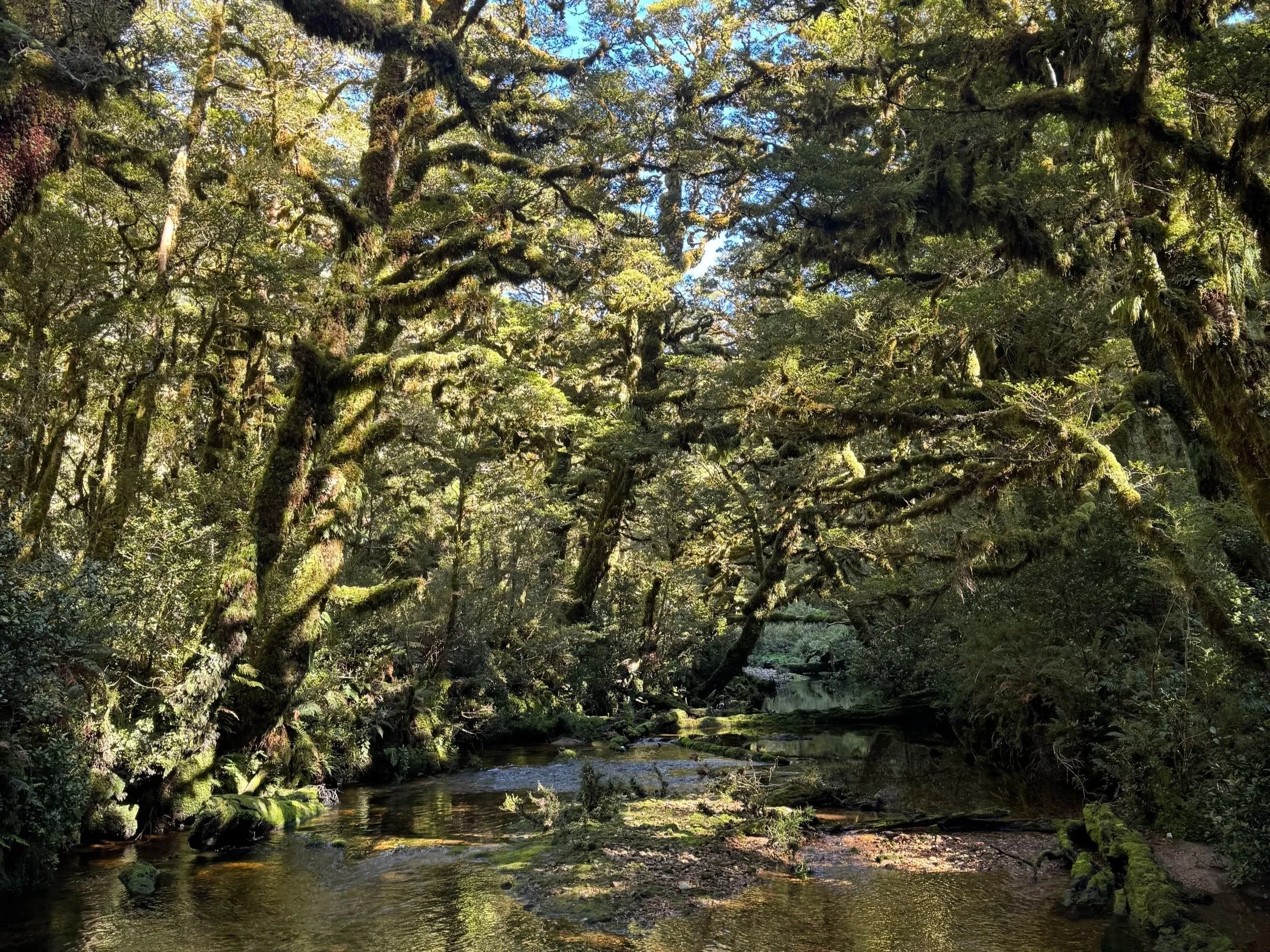 Wāhine &amp; Wapiti