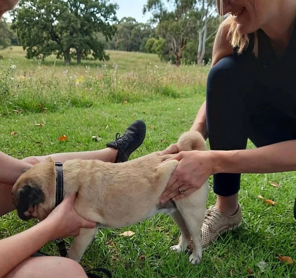 Dog chiropractic Perth