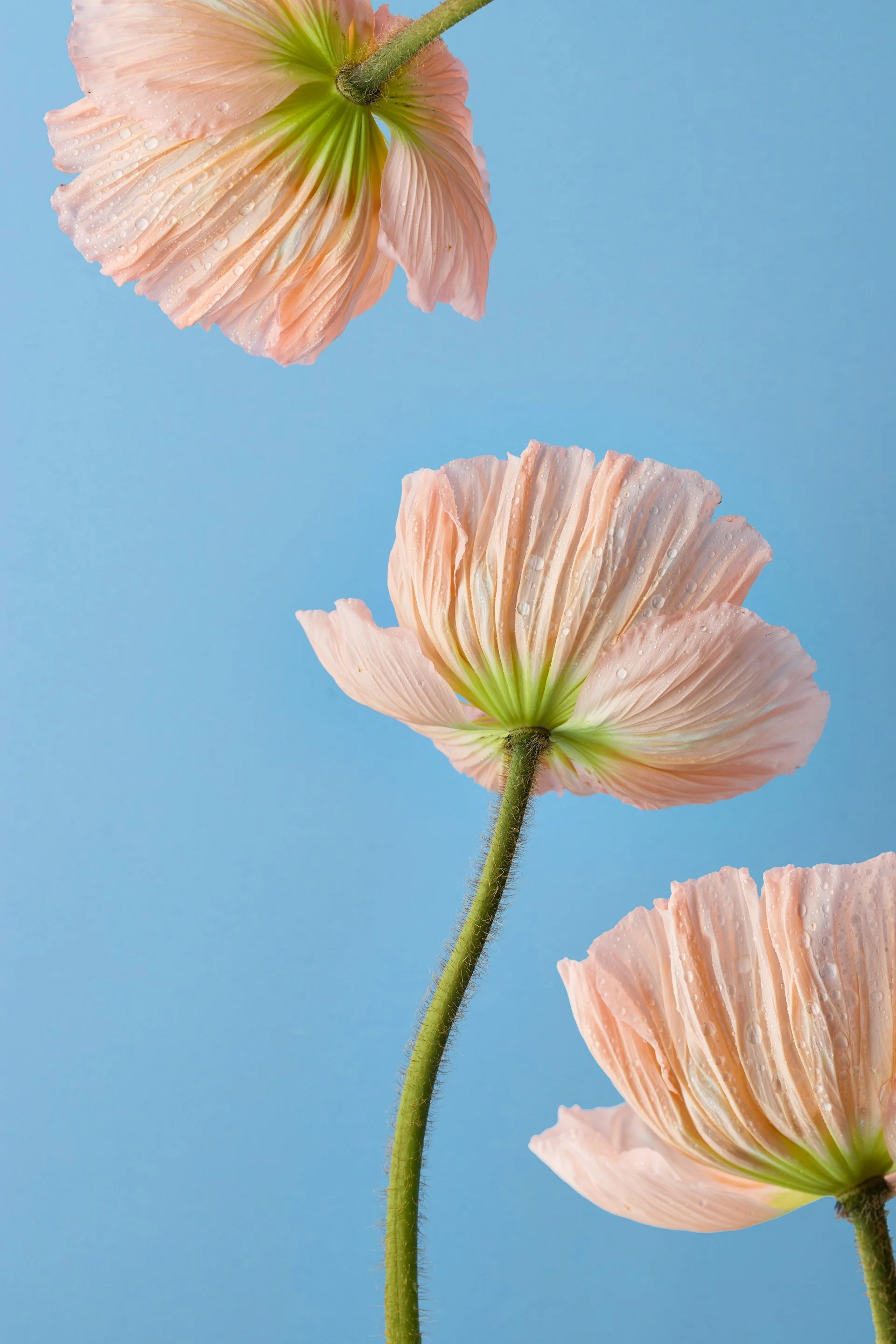 Close-up of three pink flowers with water droplets on petals against a blue background.