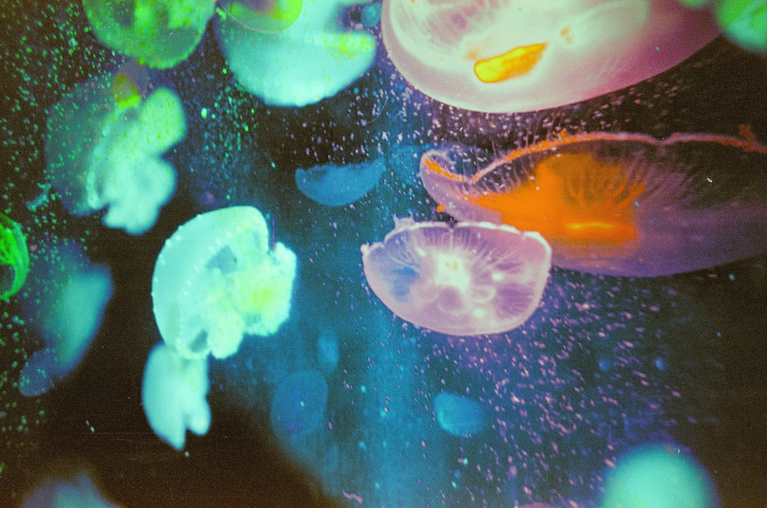 Colorful jellyfish swimming in dark water, glowing in shades of green, blue, purple, pink, and orange.