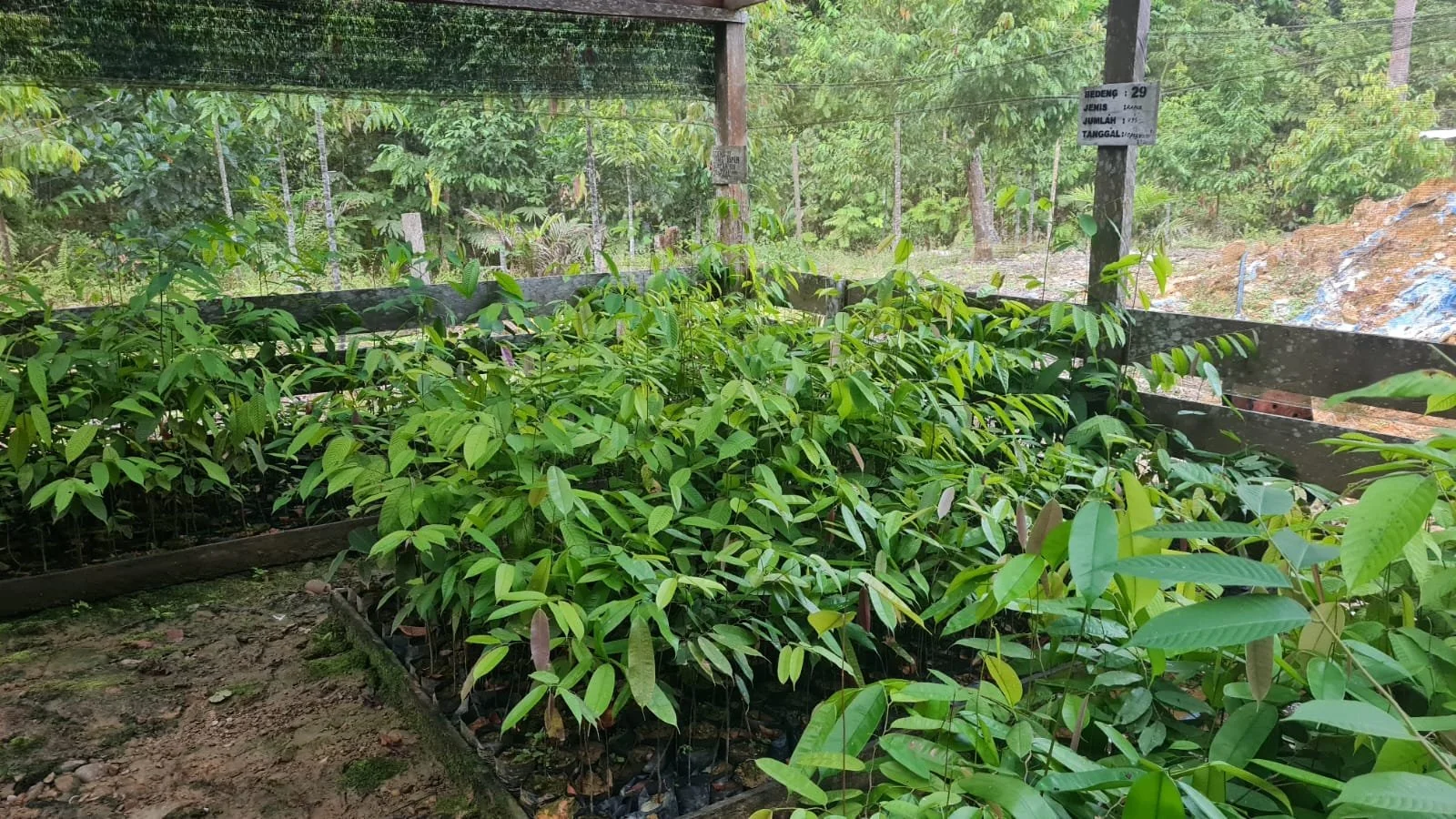 A nursery with numerous young green plants growing under a wooden shelter in a forested area.