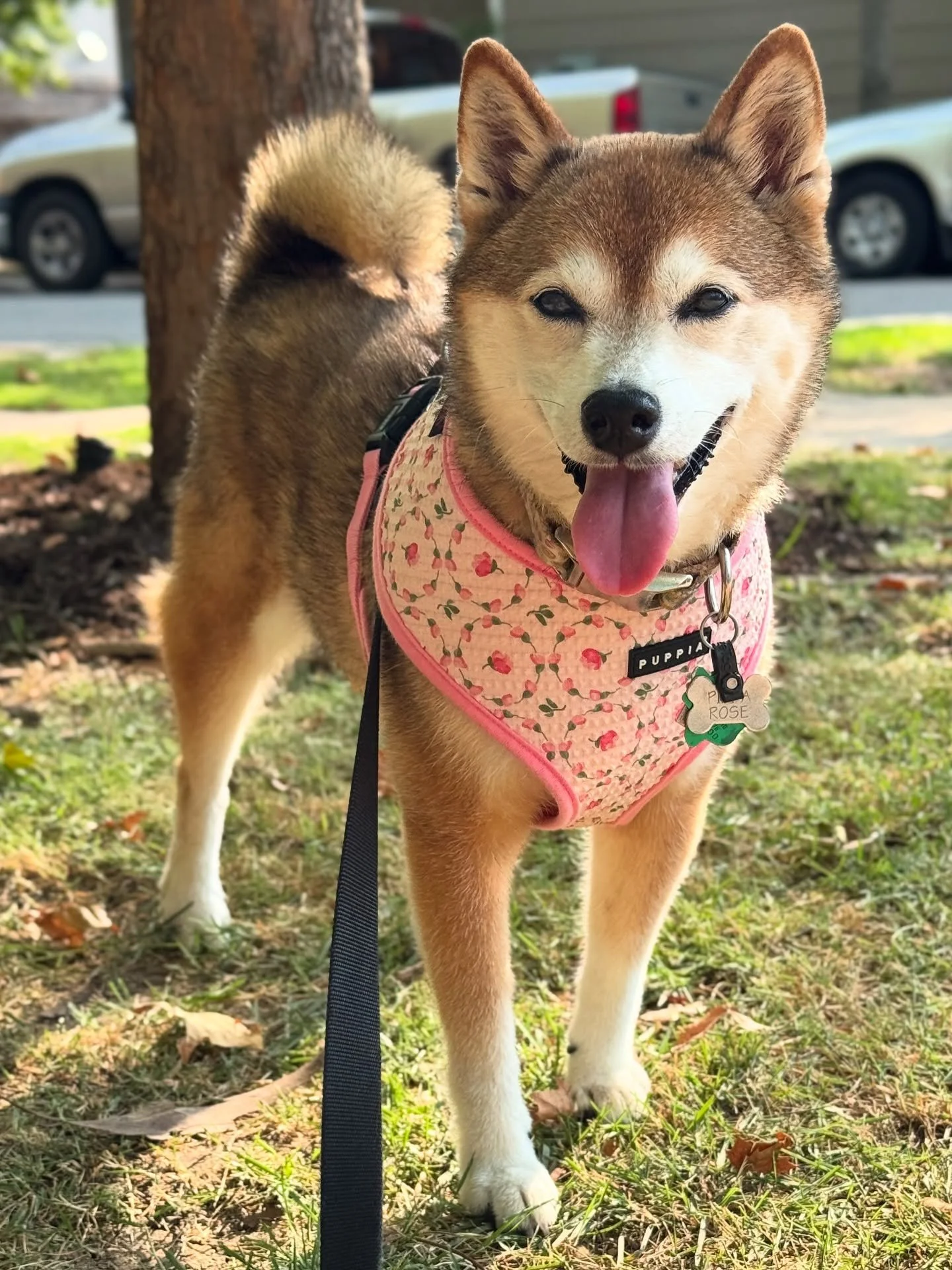 Listen, this is an author account, but let&rsquo;s be honest: it&rsquo;s also a Shiba Inu account, because it&rsquo;s Pippa&rsquo;s world and we&rsquo;re all just living in it. (I don&rsquo;t own her, she owns me, and that&rsquo;s fine, it&rsquo;s be