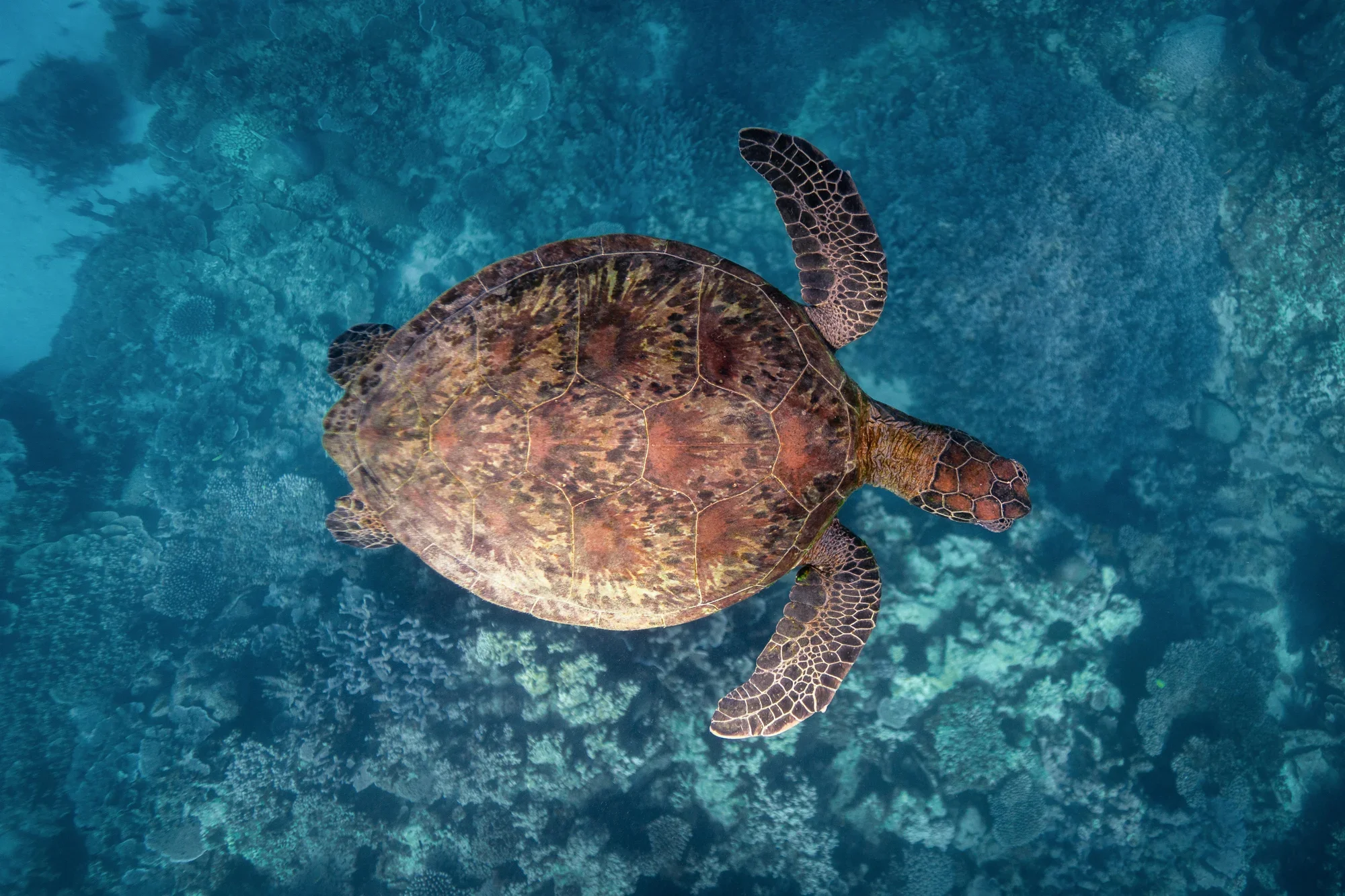 UTAS Environmental Film Night