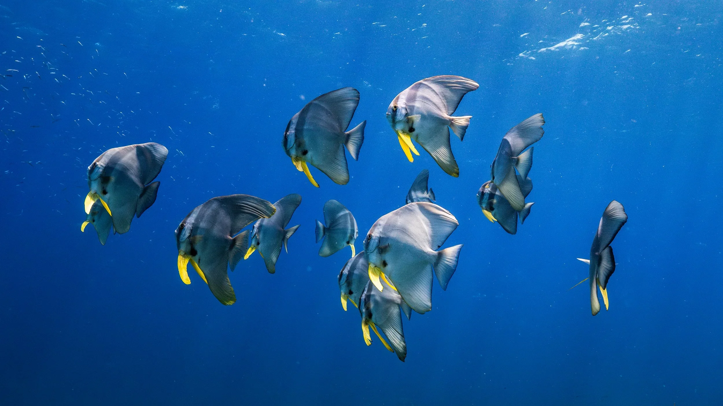 ACF Eastern Rosella's - Box Hill Screening