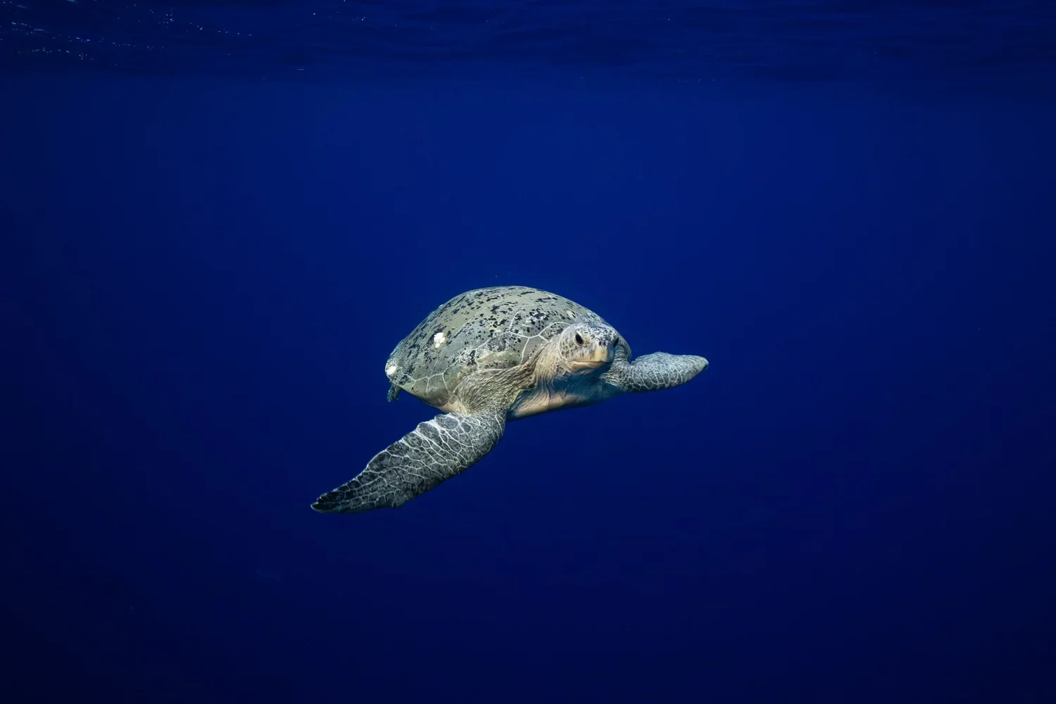 Go Beyond Gas Fremantle Screening