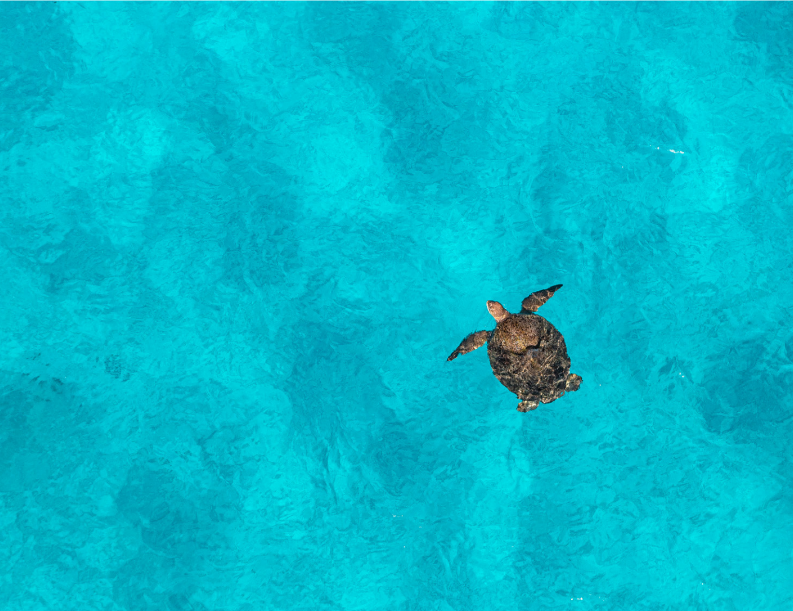 Warwick Corals' Last Stand Screening