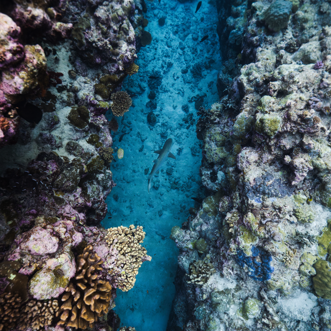 Corals' Last Stand - Victoria Point (ACF Bayside)