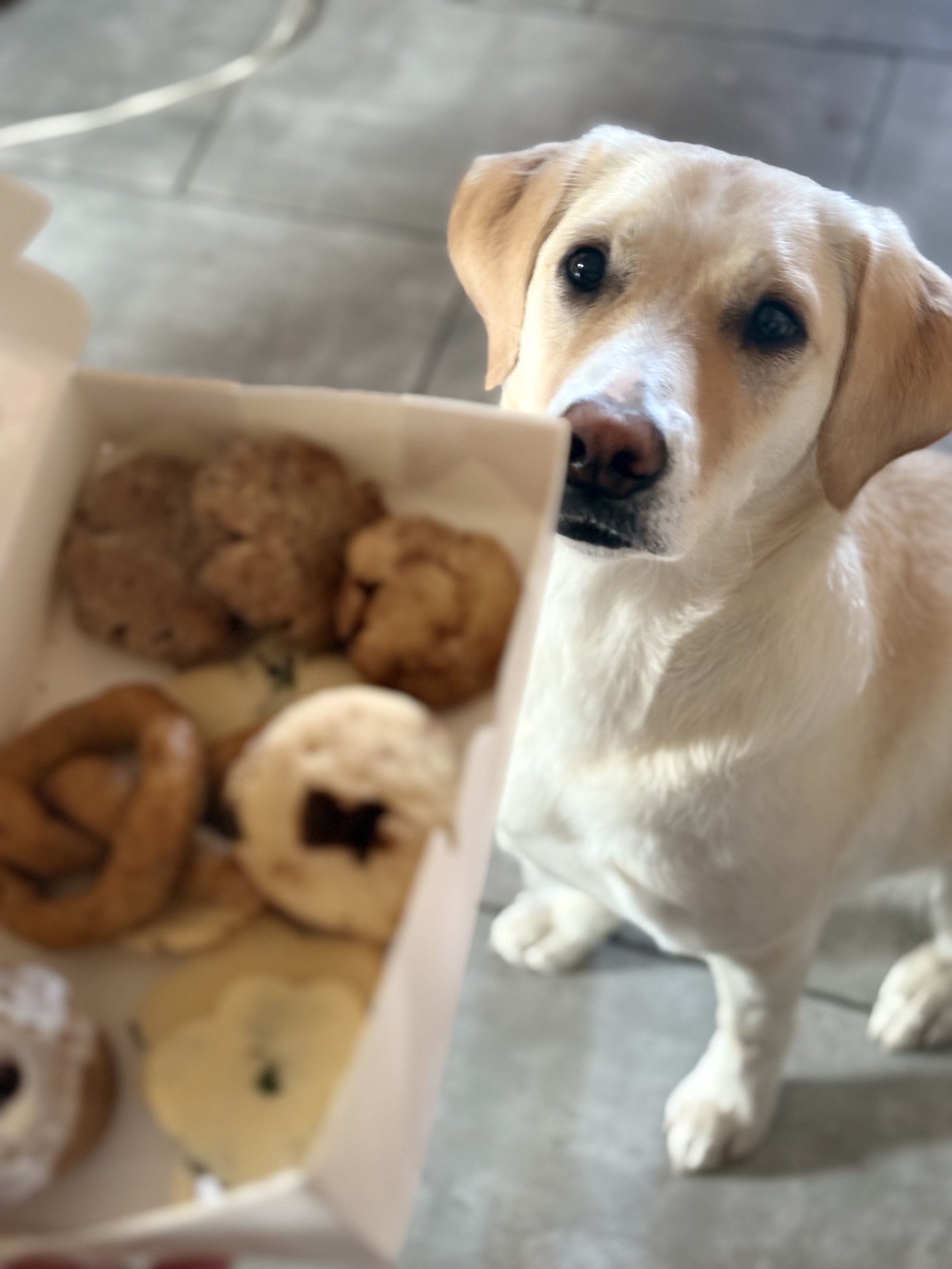 dog enjoying homemade assorted organic gourmet dog treats