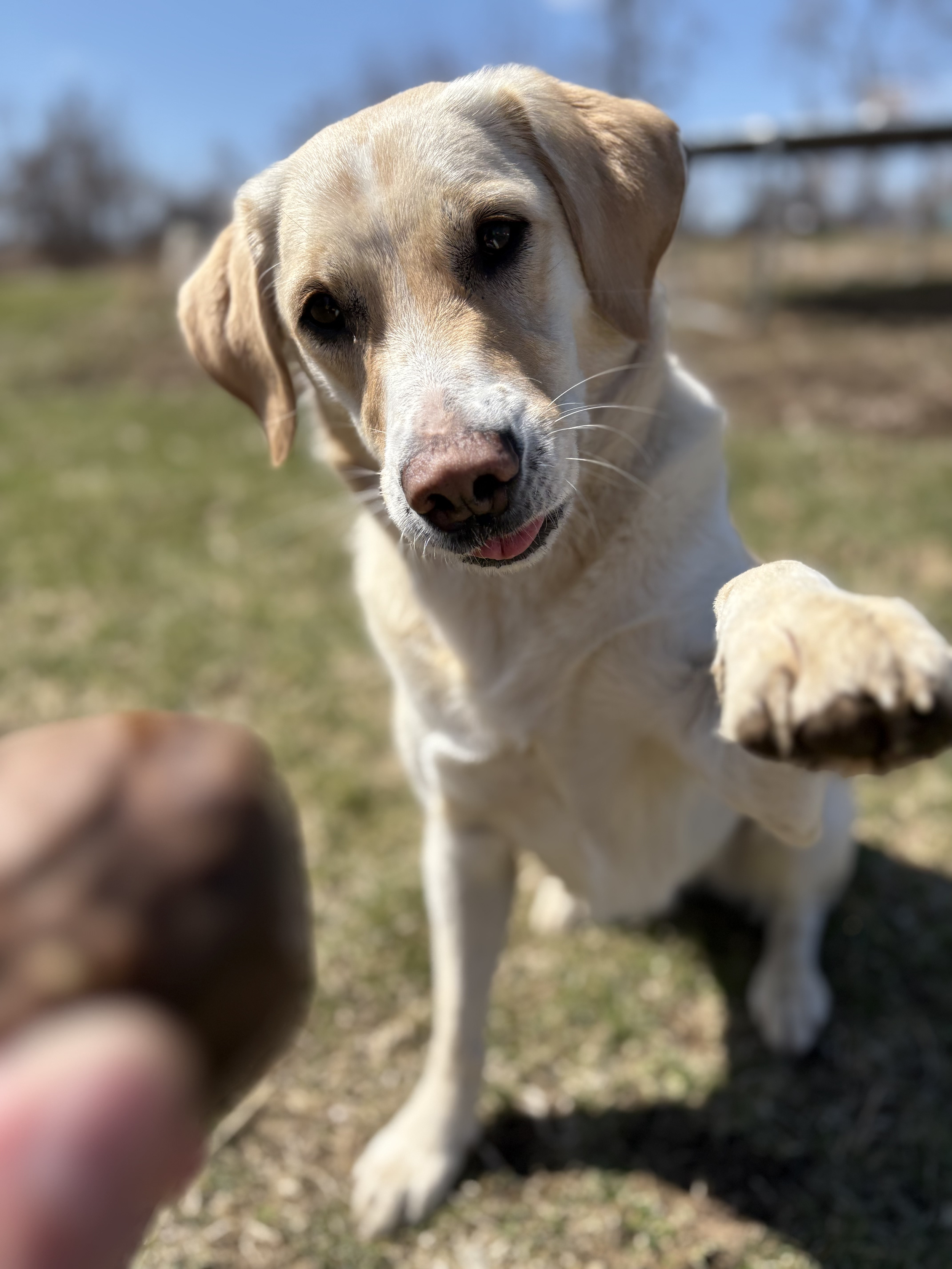 Tail-wagging joy with fresh-baked dog treats made with natural ingredients