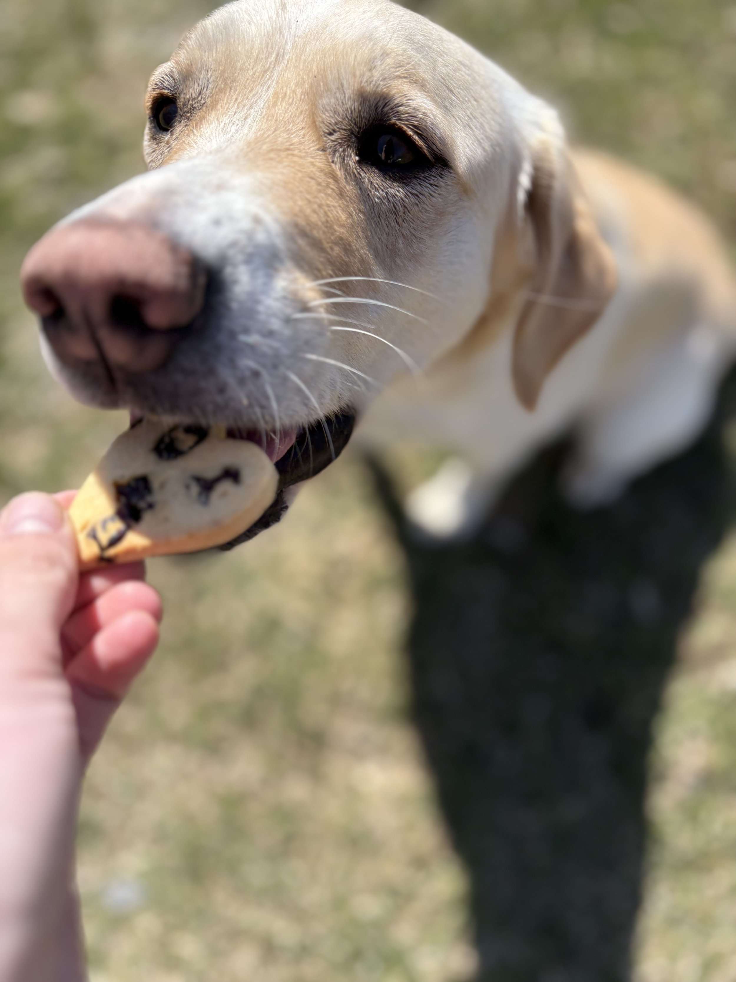 Snacking happy with Bark by Smudge’s all-natural dog treats