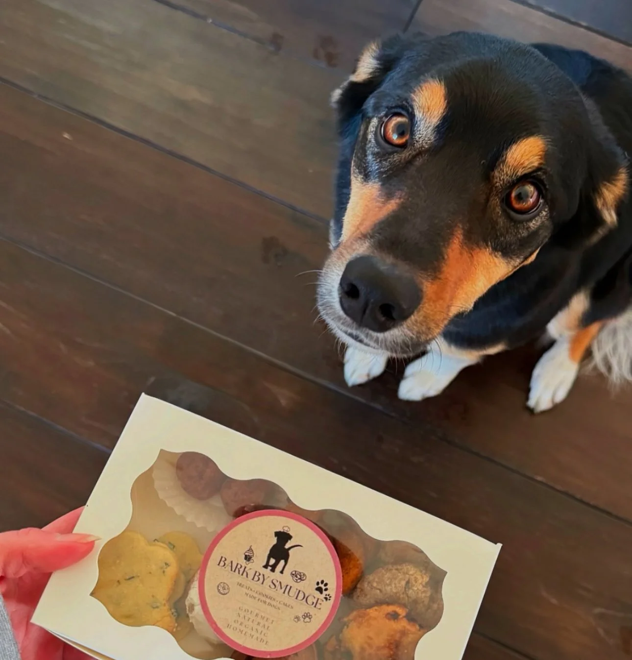 Organic dog cookies made in Ottawa—this pup can’t get enough!
