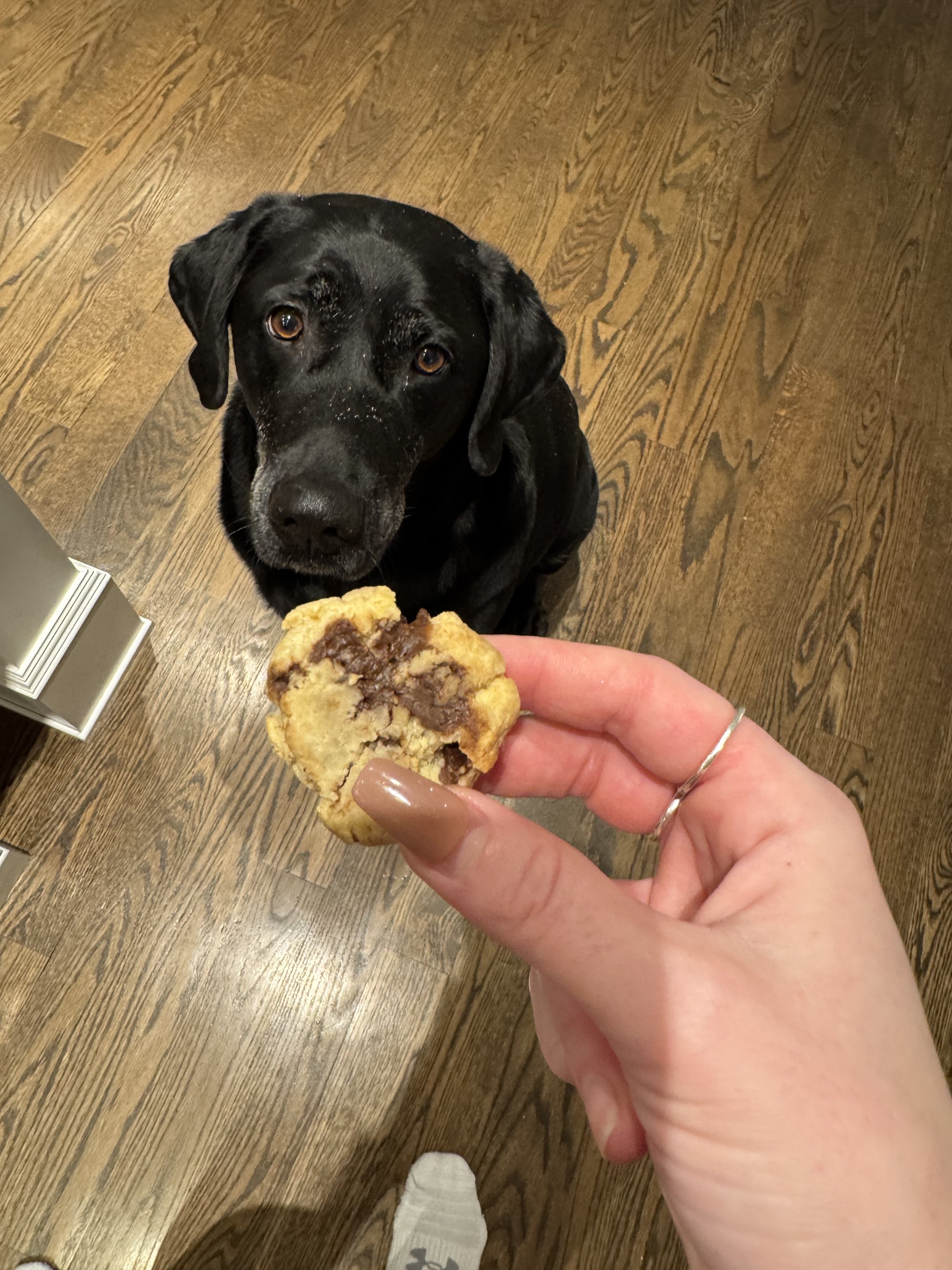 Happy pup enjoying a homemade organic dog cookie from Bark by Smudge in Ottawa