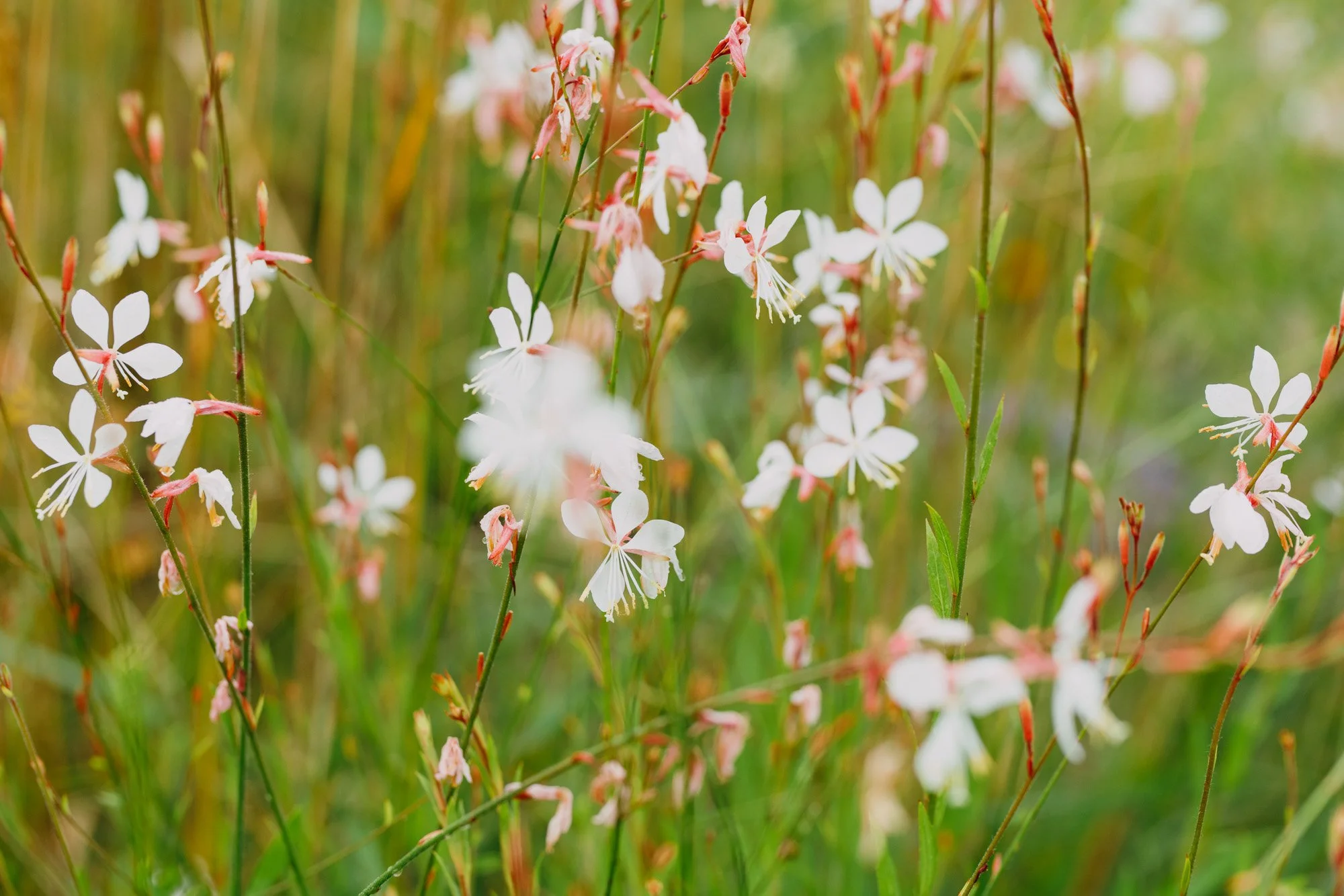 Close-up view of white and light pink wildflowers with green grass and blurred background.