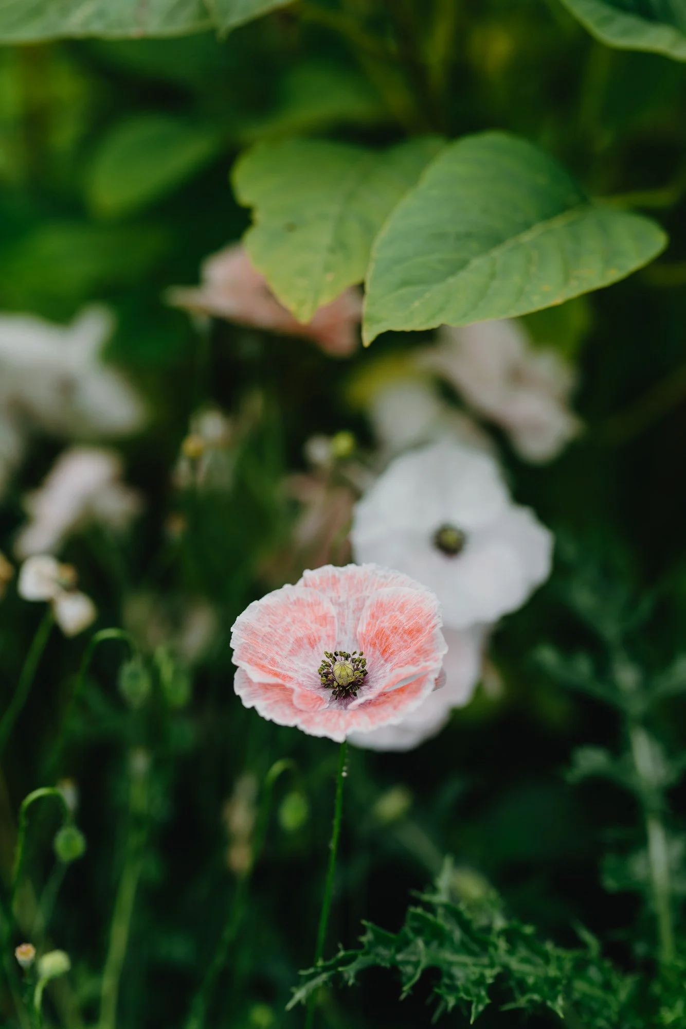 vonflowers_xeniabluhm_web-175.jpg