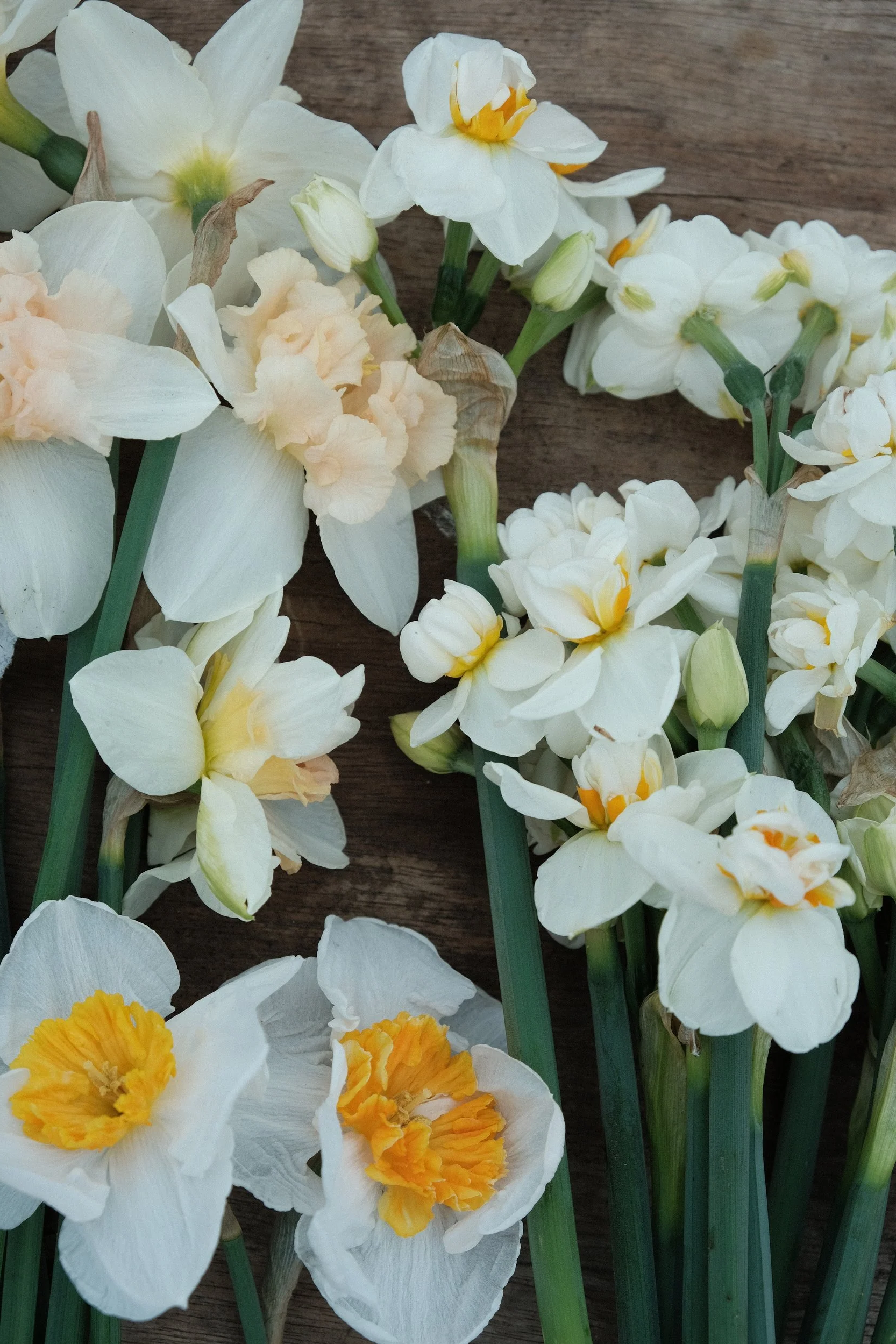 Narzissen Frühlings-Fülle