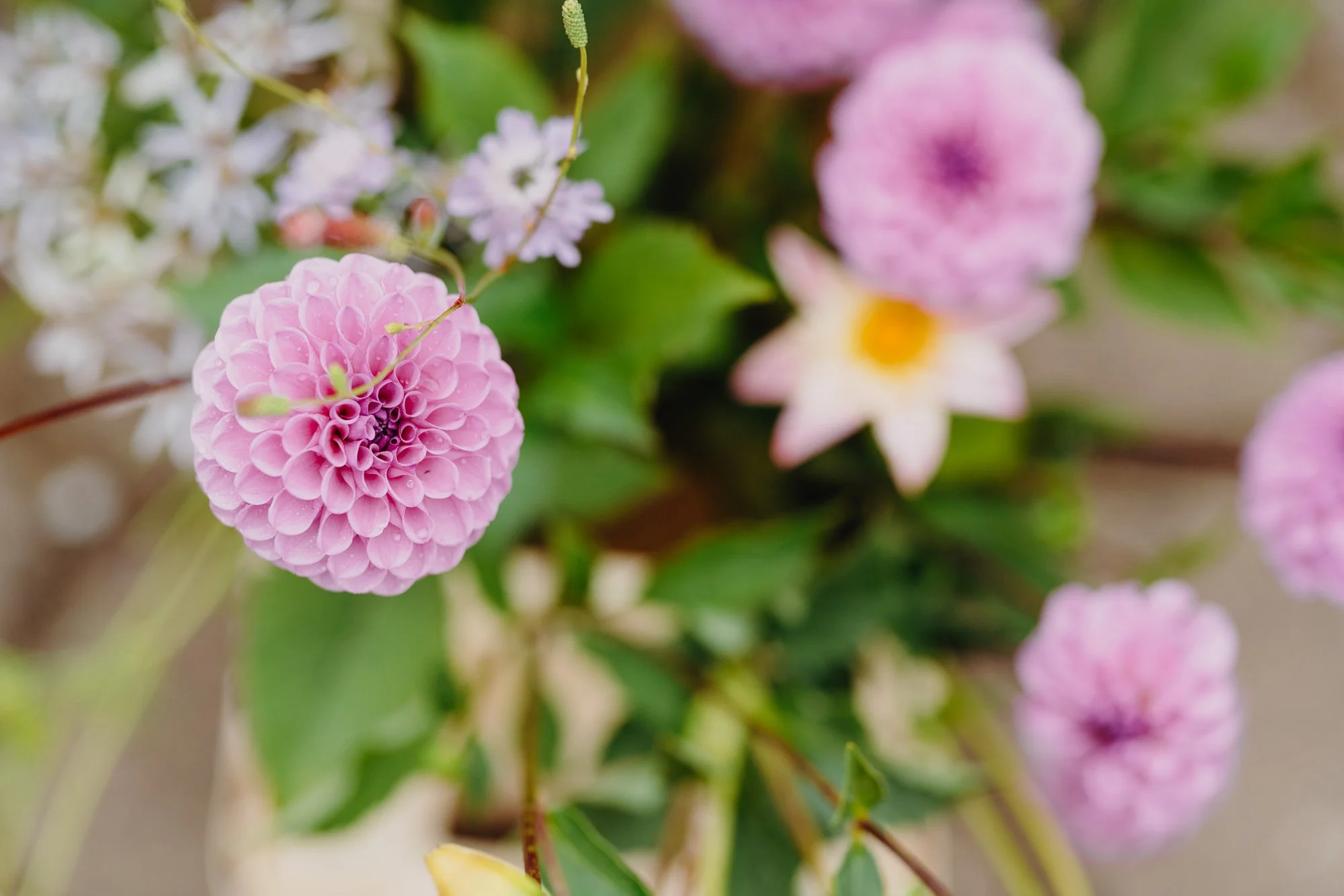 Close-up of pink dahlias and other small flowers with green leaves in the background.