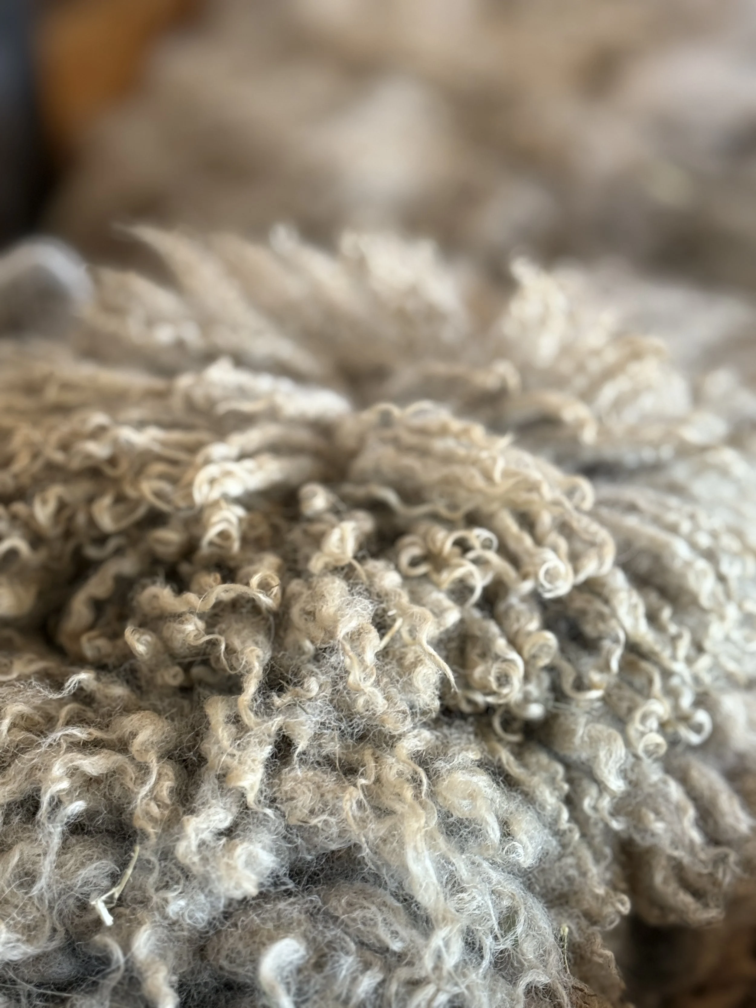 Rebuilding a Market for Regional Montana Wool