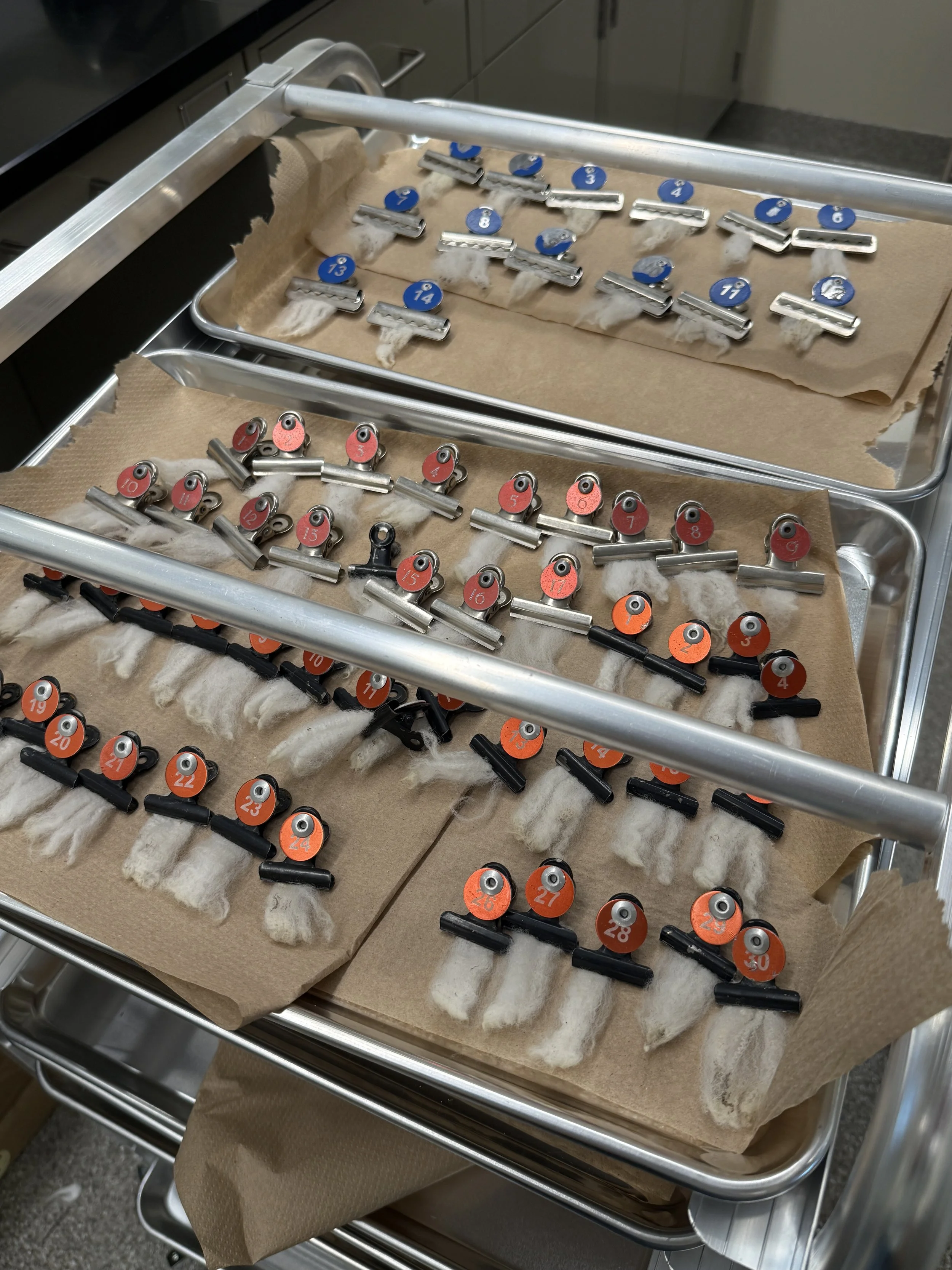 Right in Our Backyard: MSU's New Wool Lab Is Betting on the Future of Regional Wool