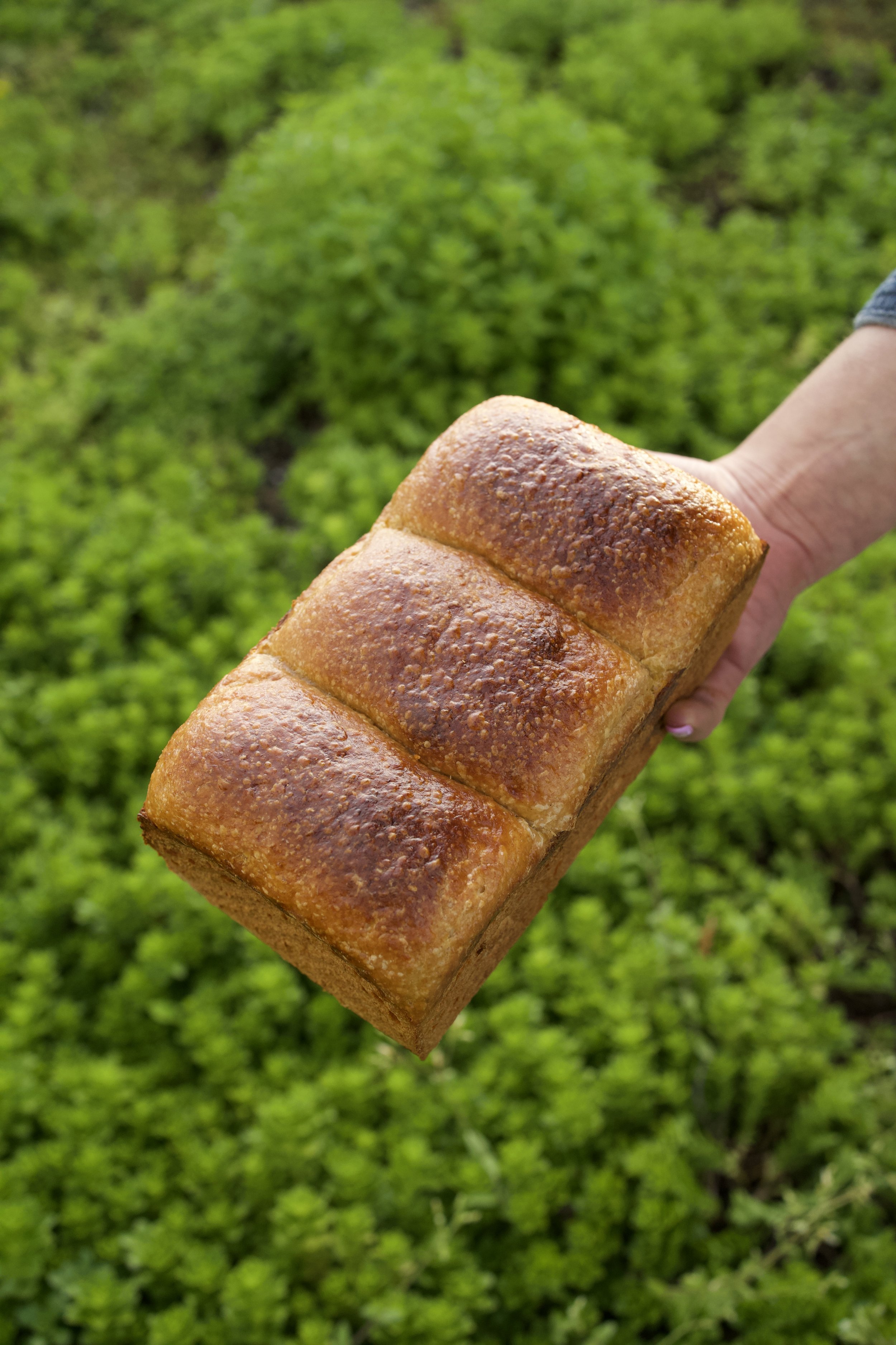 Appalachian White - Milk Bread