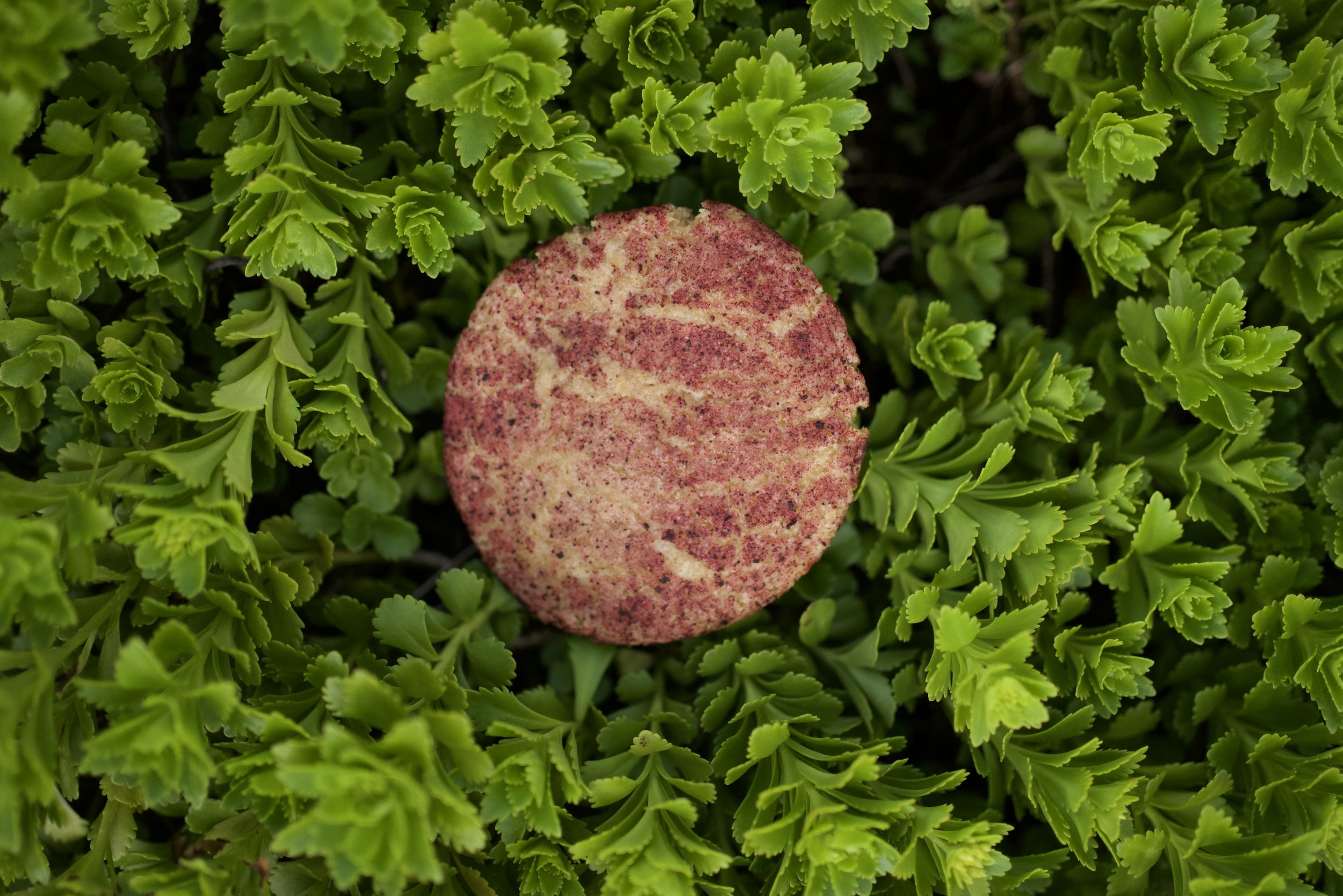 Jamaica Limón Cookie