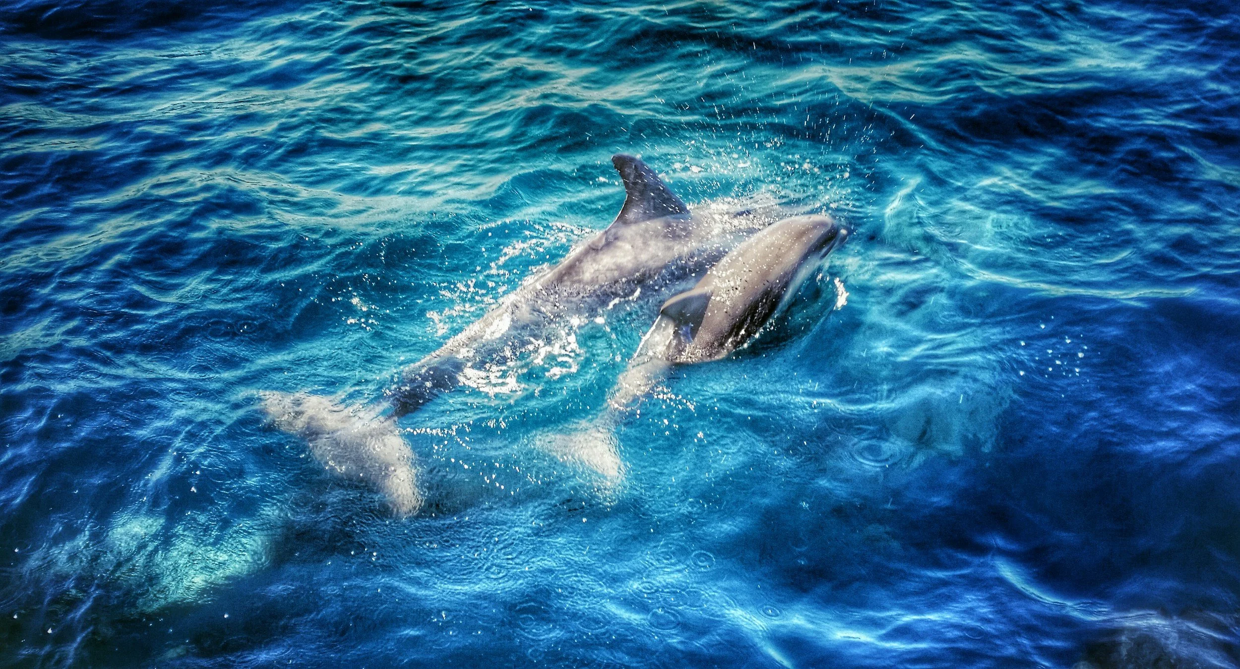 Dolphins swimming in New Zealand waters, inspiration for a dolphin-themed art piece