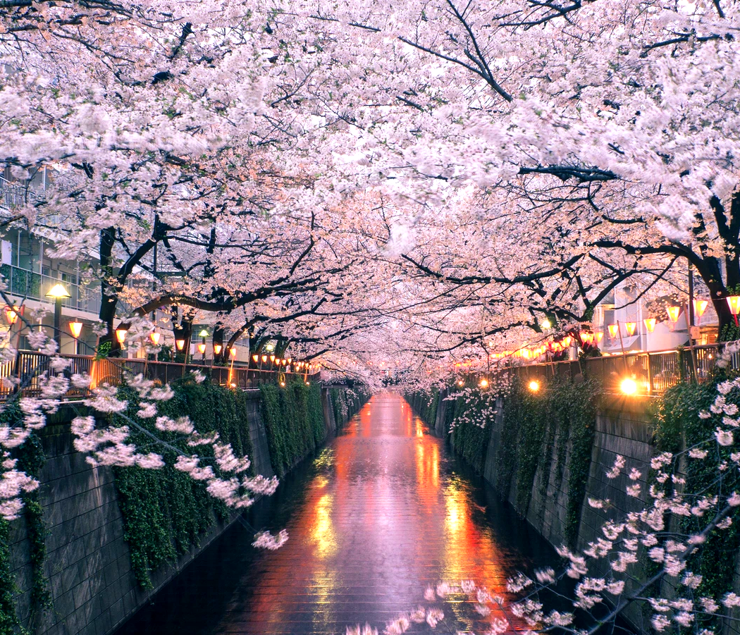 Why Sakura Matters More Than You Think 🌸